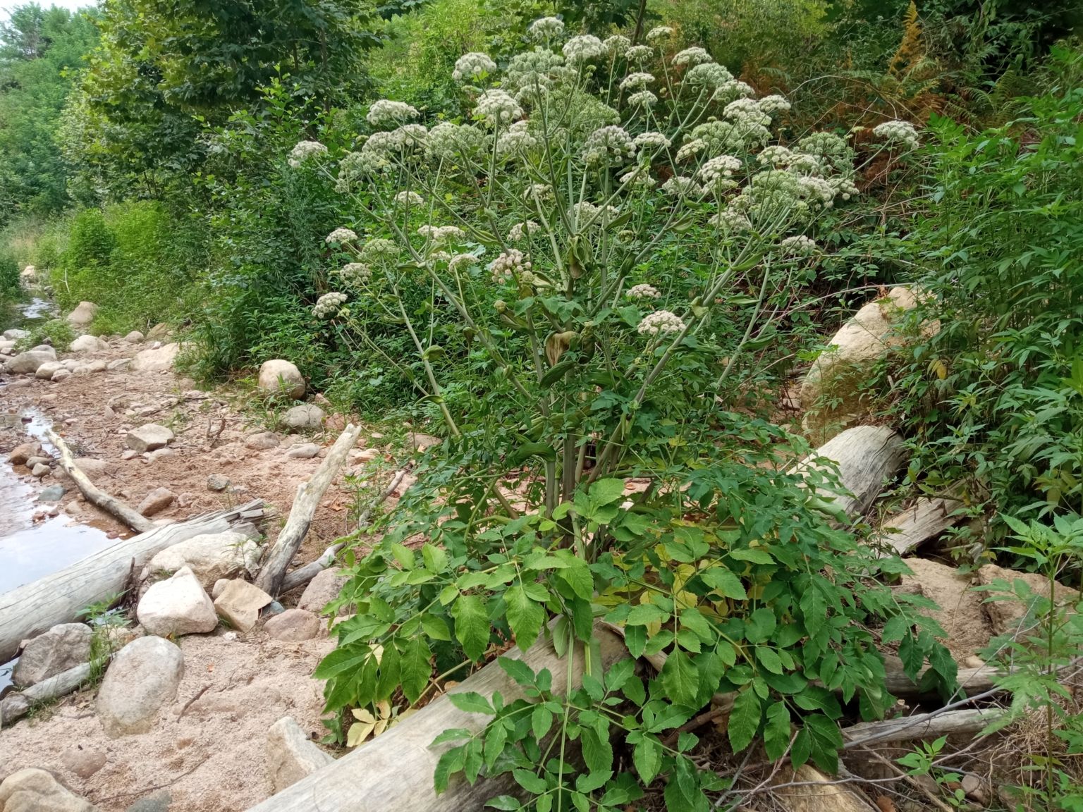 Angelica sylvestris