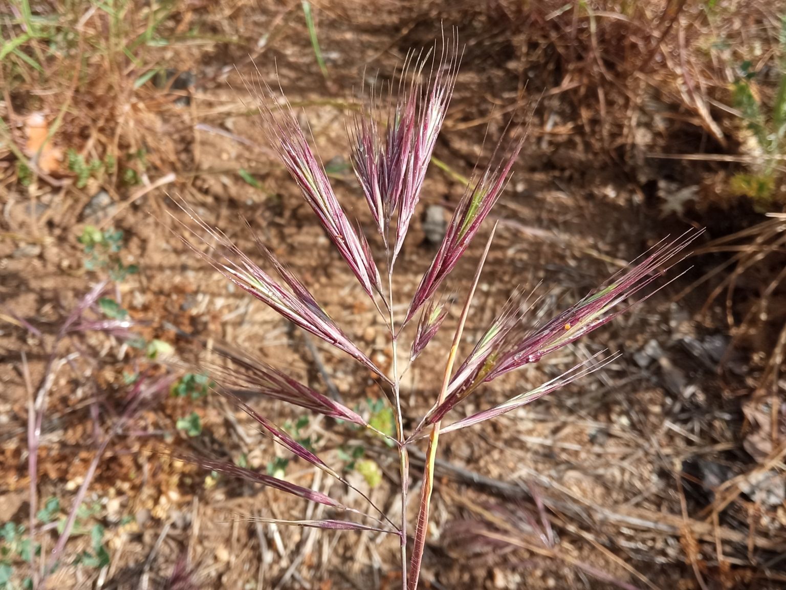 Anisantha madritensis
