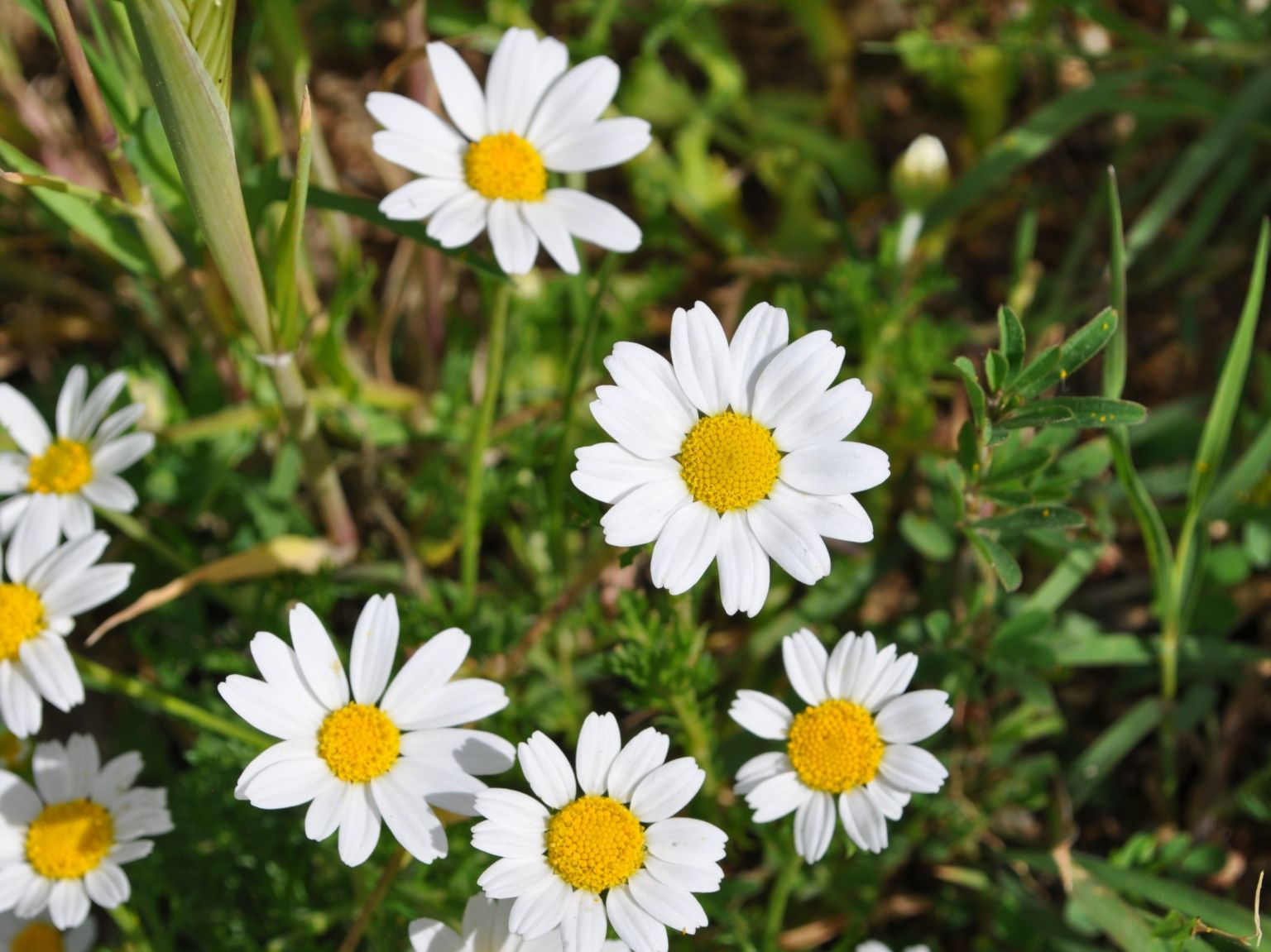 Anthemis arvensis