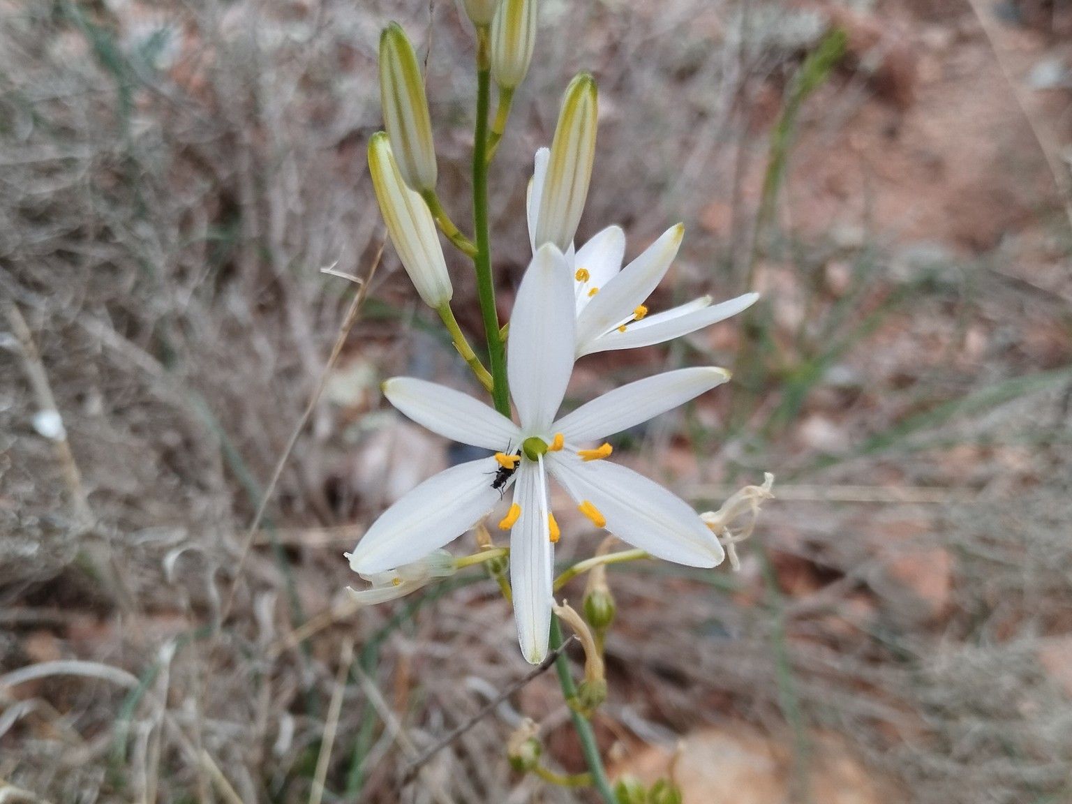 Anthericum liliago