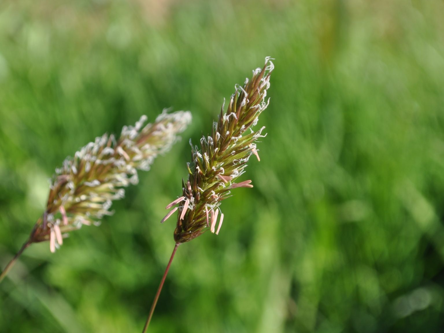 Anthoxanthum odoratum