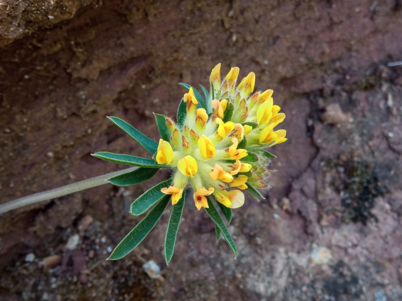 Anthyllis vulneraria sampaioana