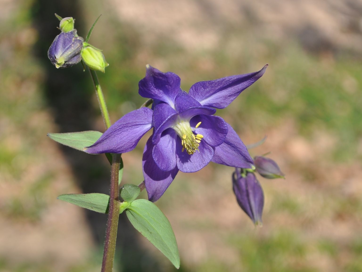 Aquilegia vulgaris vulgaris