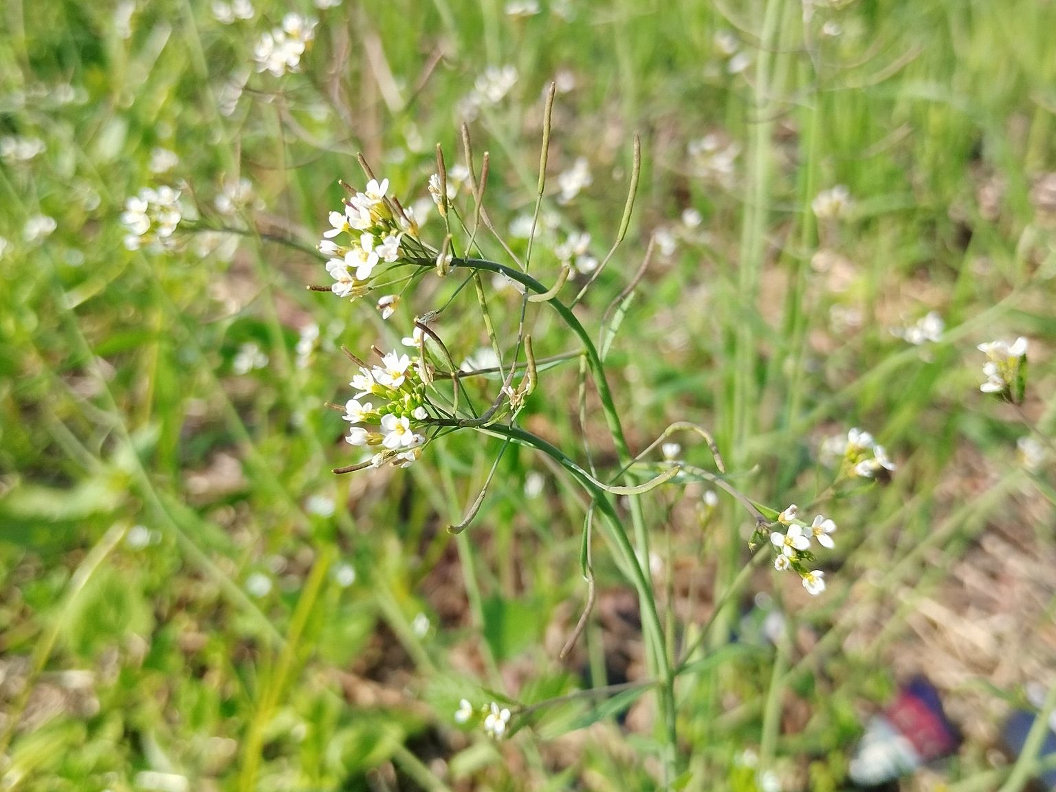 Arabidopsis thaliana