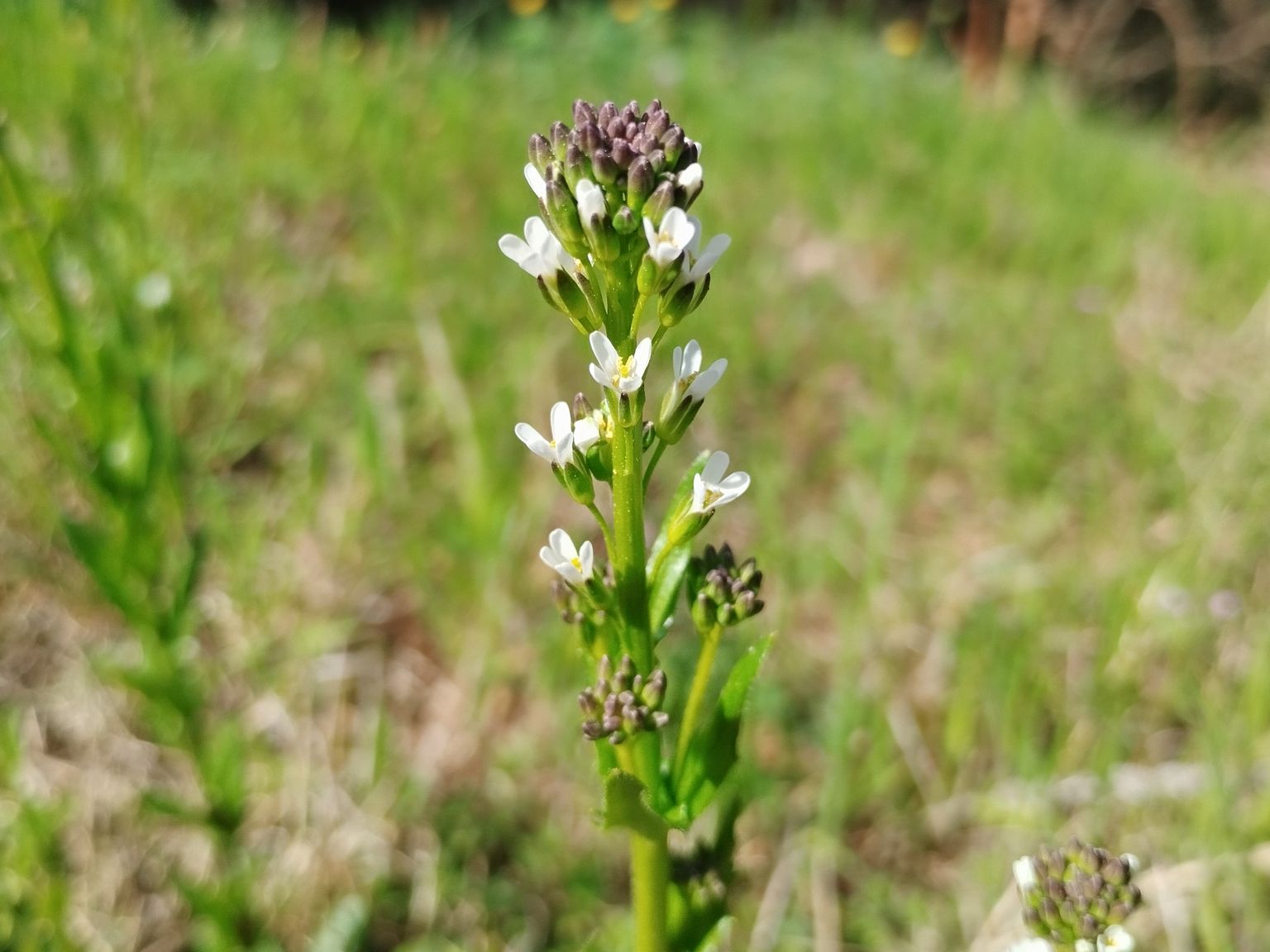 Arabis planisiliqua