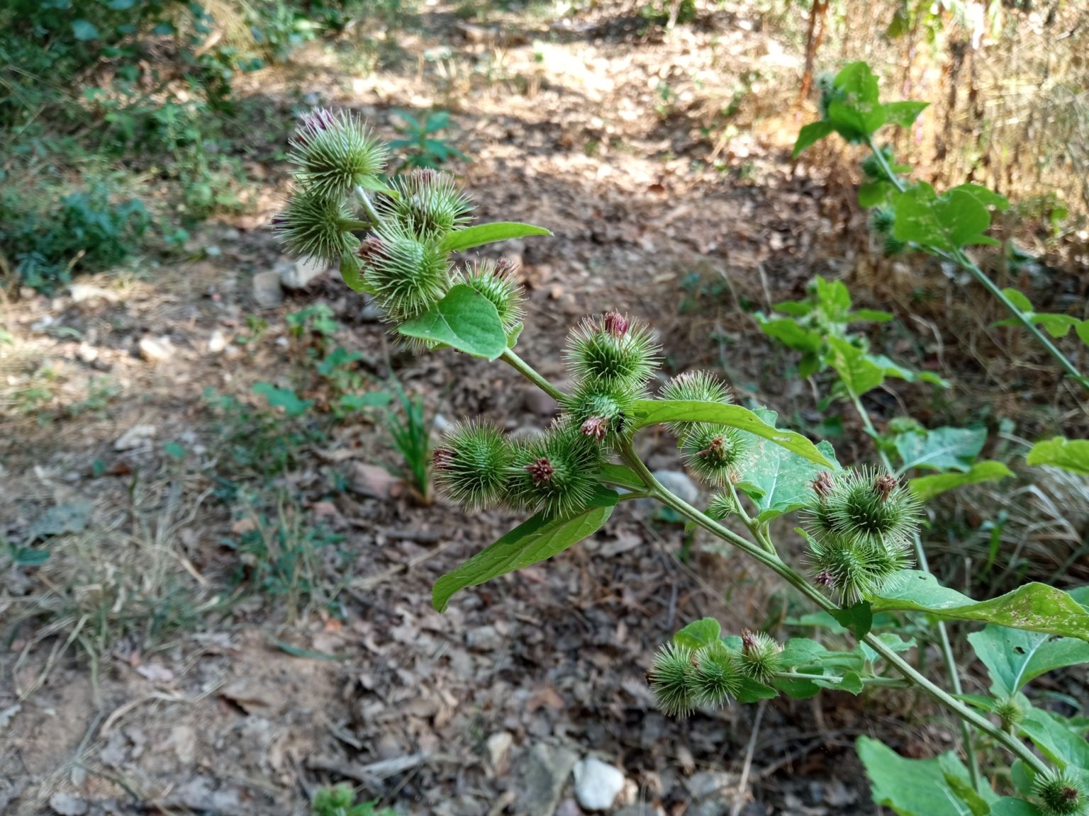 Arctium minus