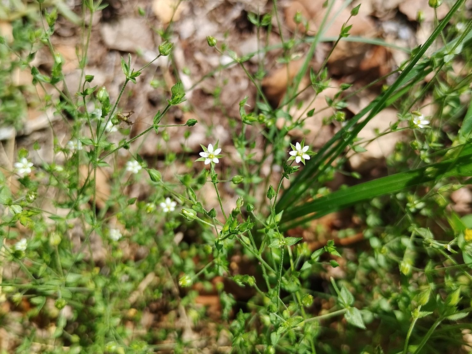 Arenaria serpyllifolia