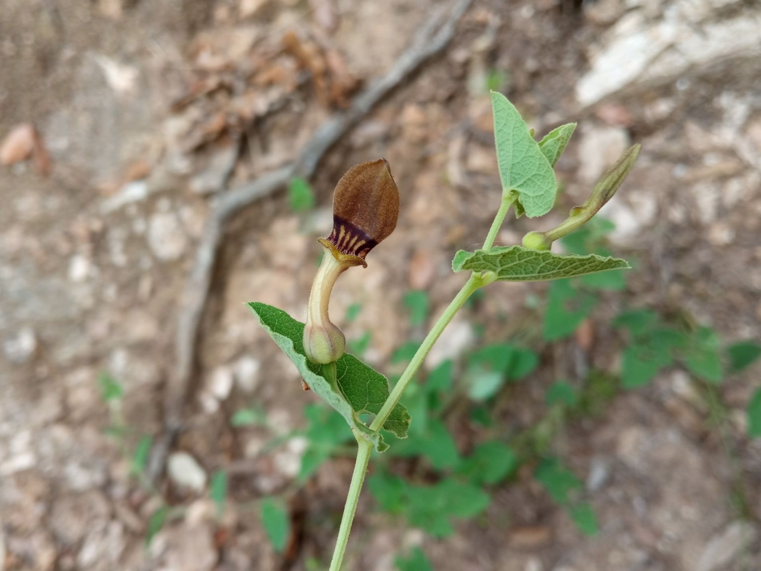 Aristolochia pistolochia