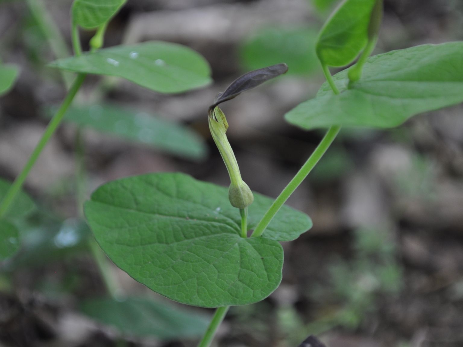 Aristolochia rotunda rotunda