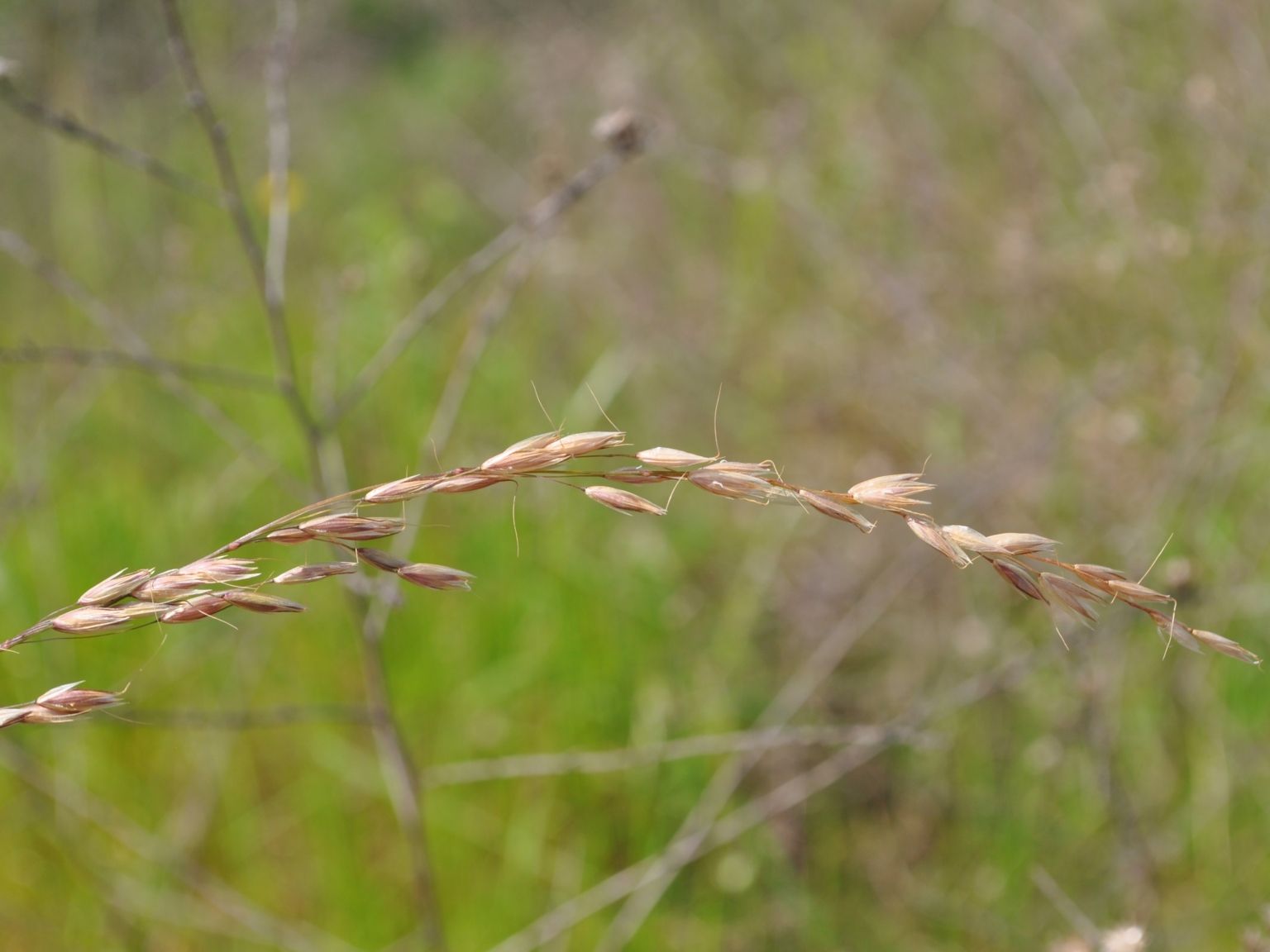 Arrhenatherum elatius elatius