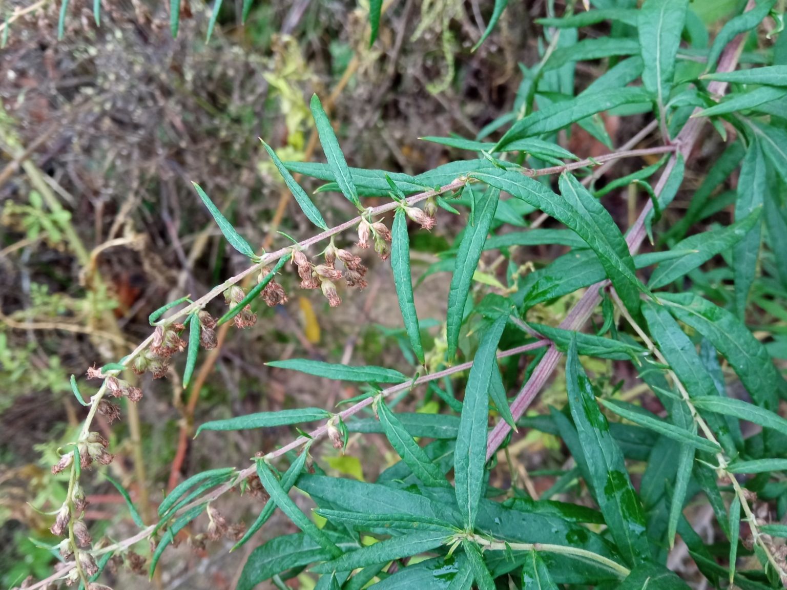 Artemisia verlotiorum