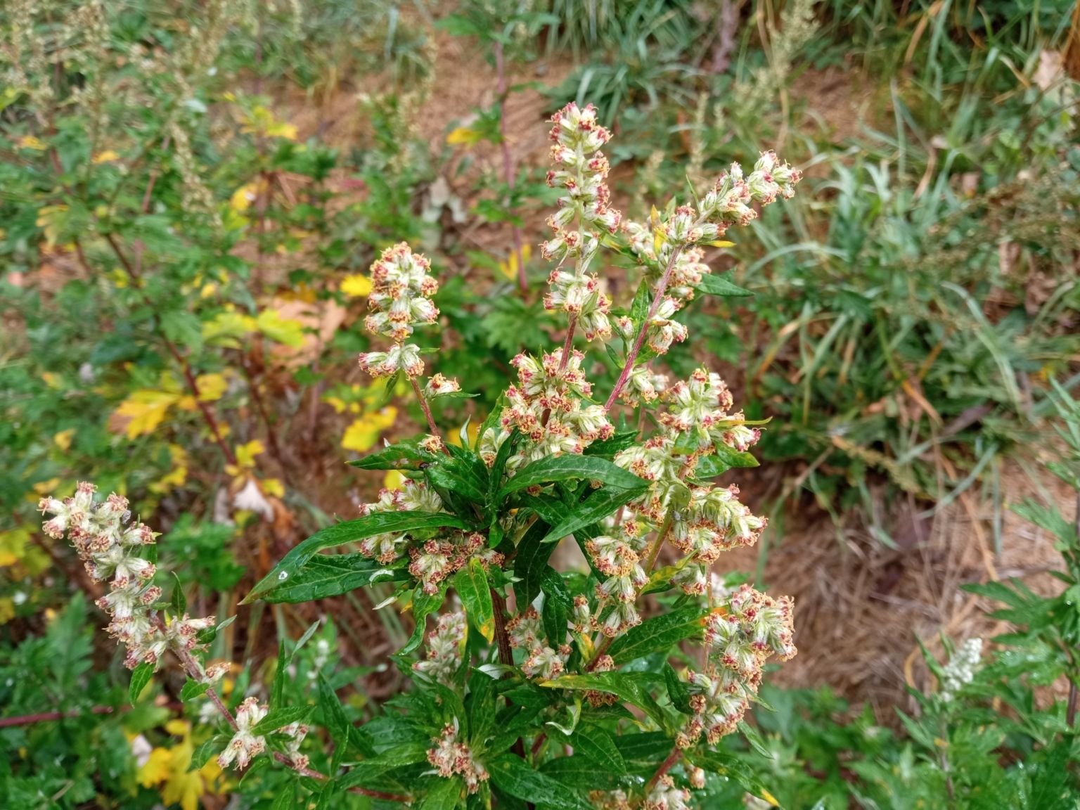 Artemisia vulgaris