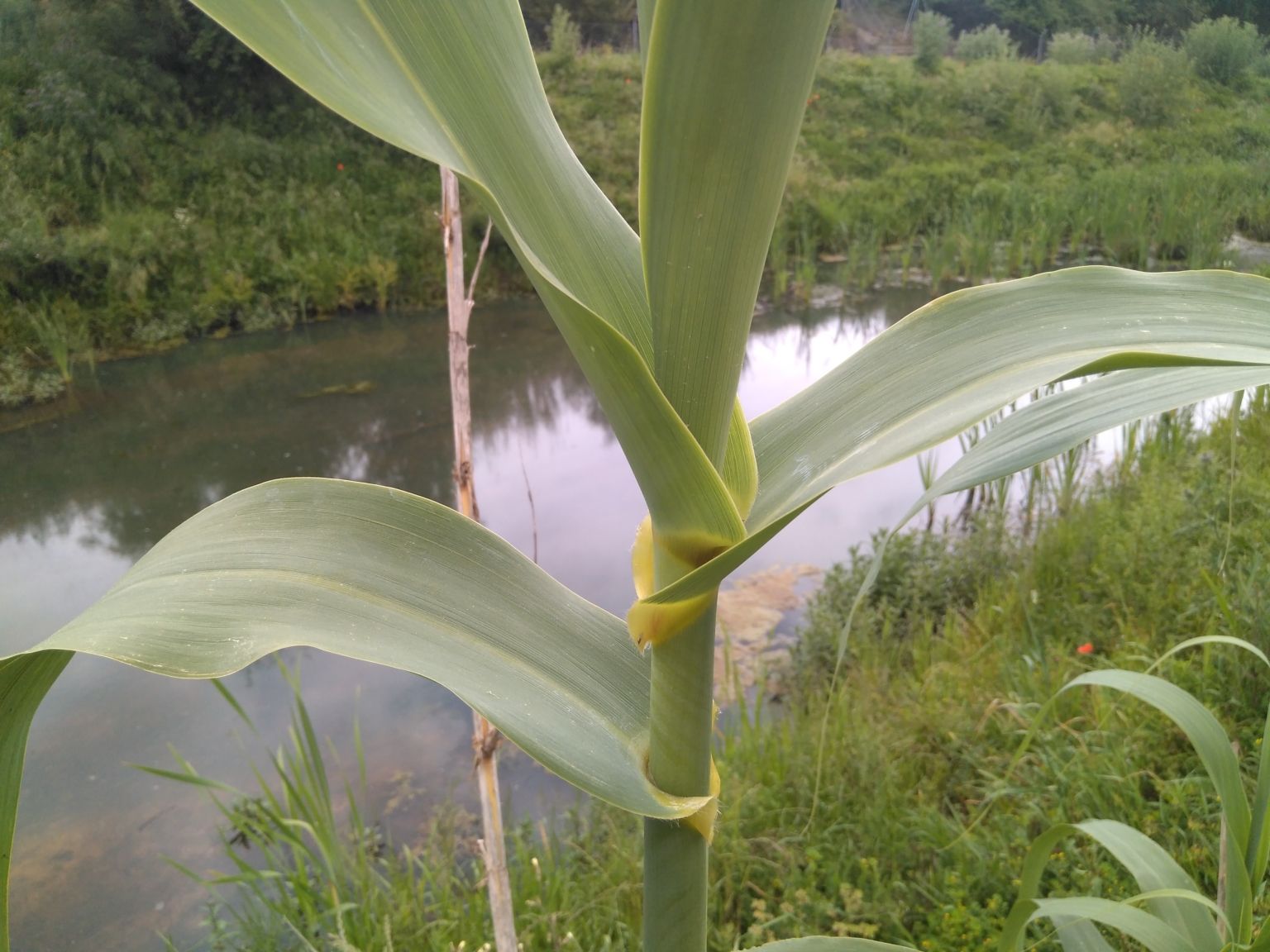 Arundo donax