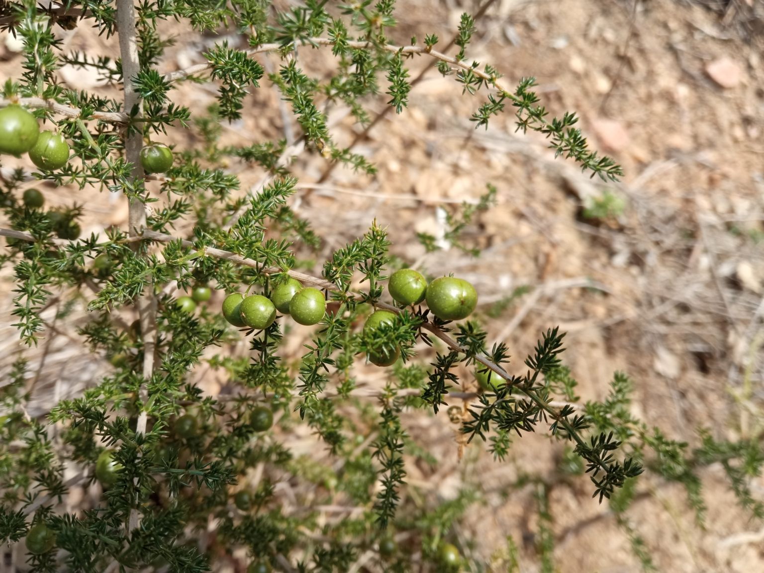 Asparagus acutifolius