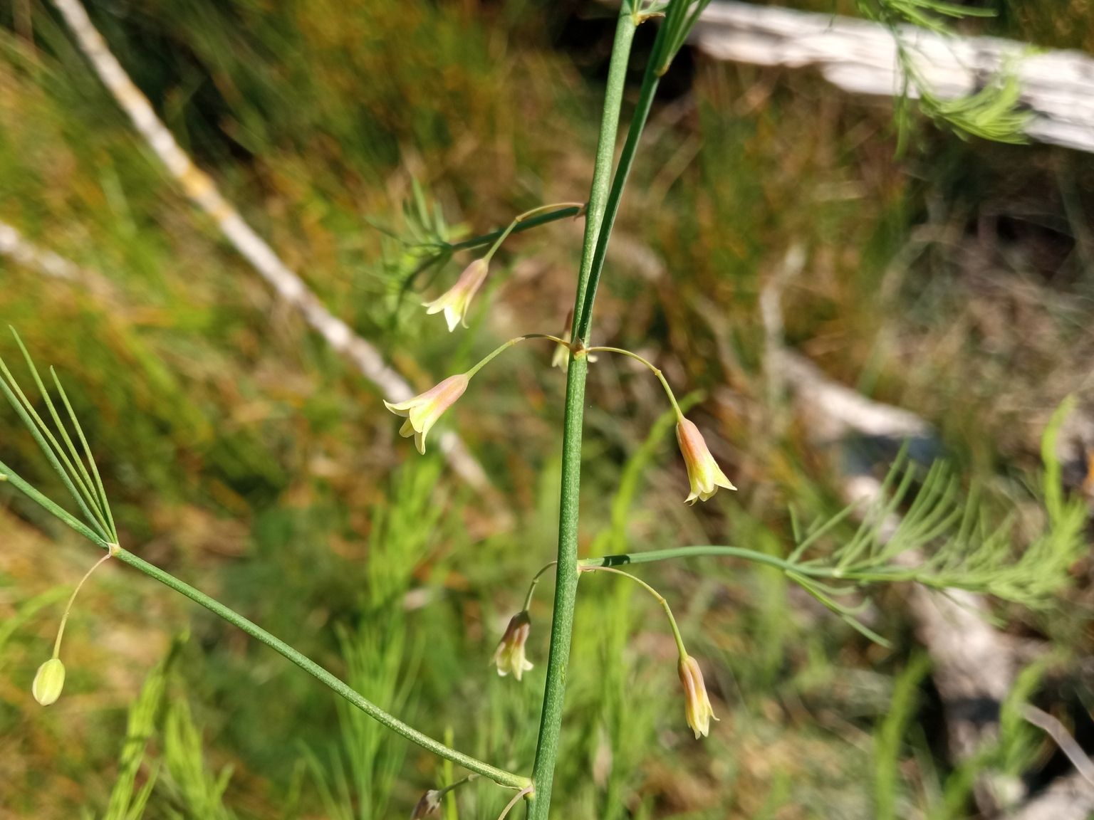 Asparagus officinalis