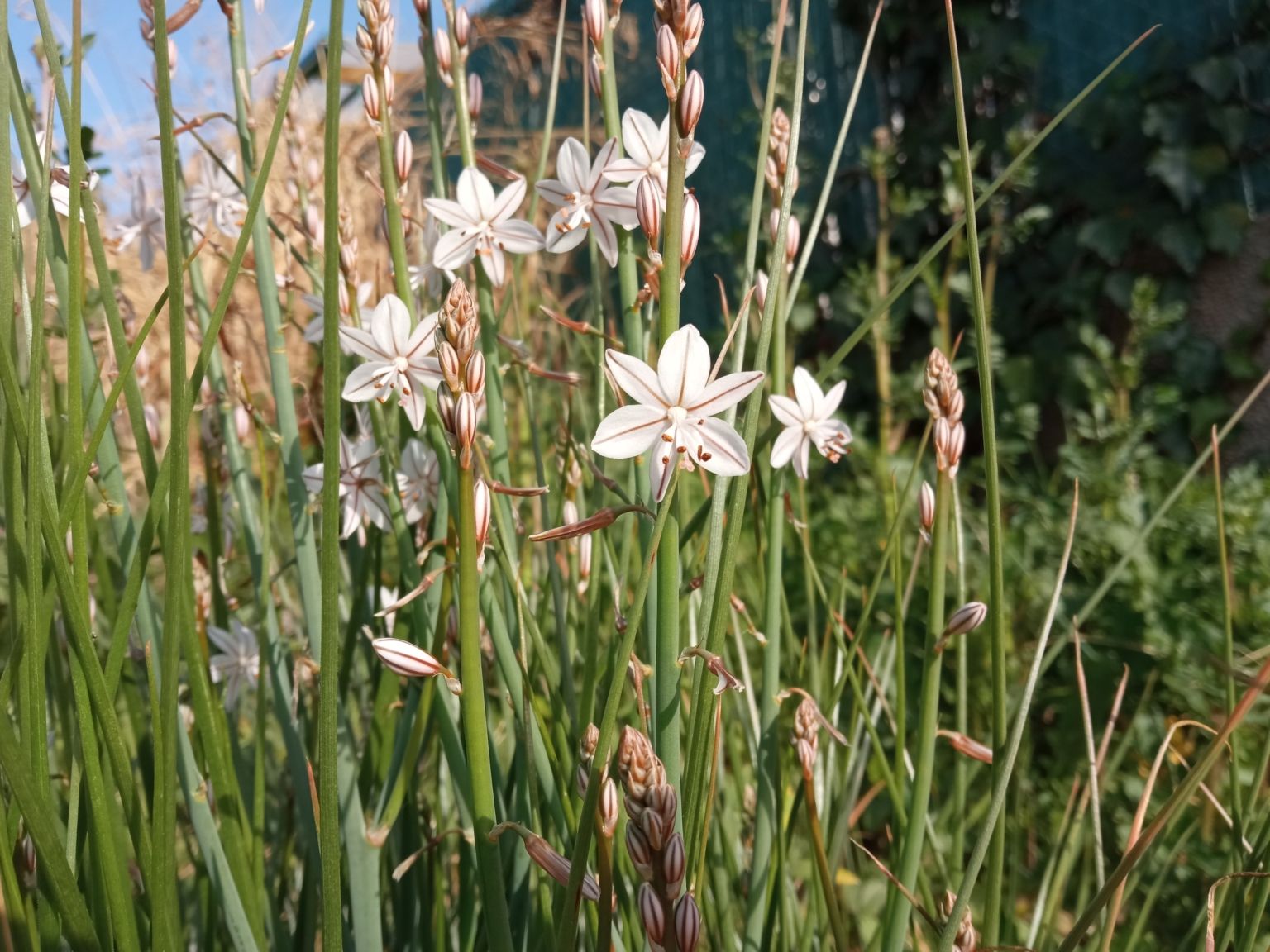 Asphodelus fistulosus