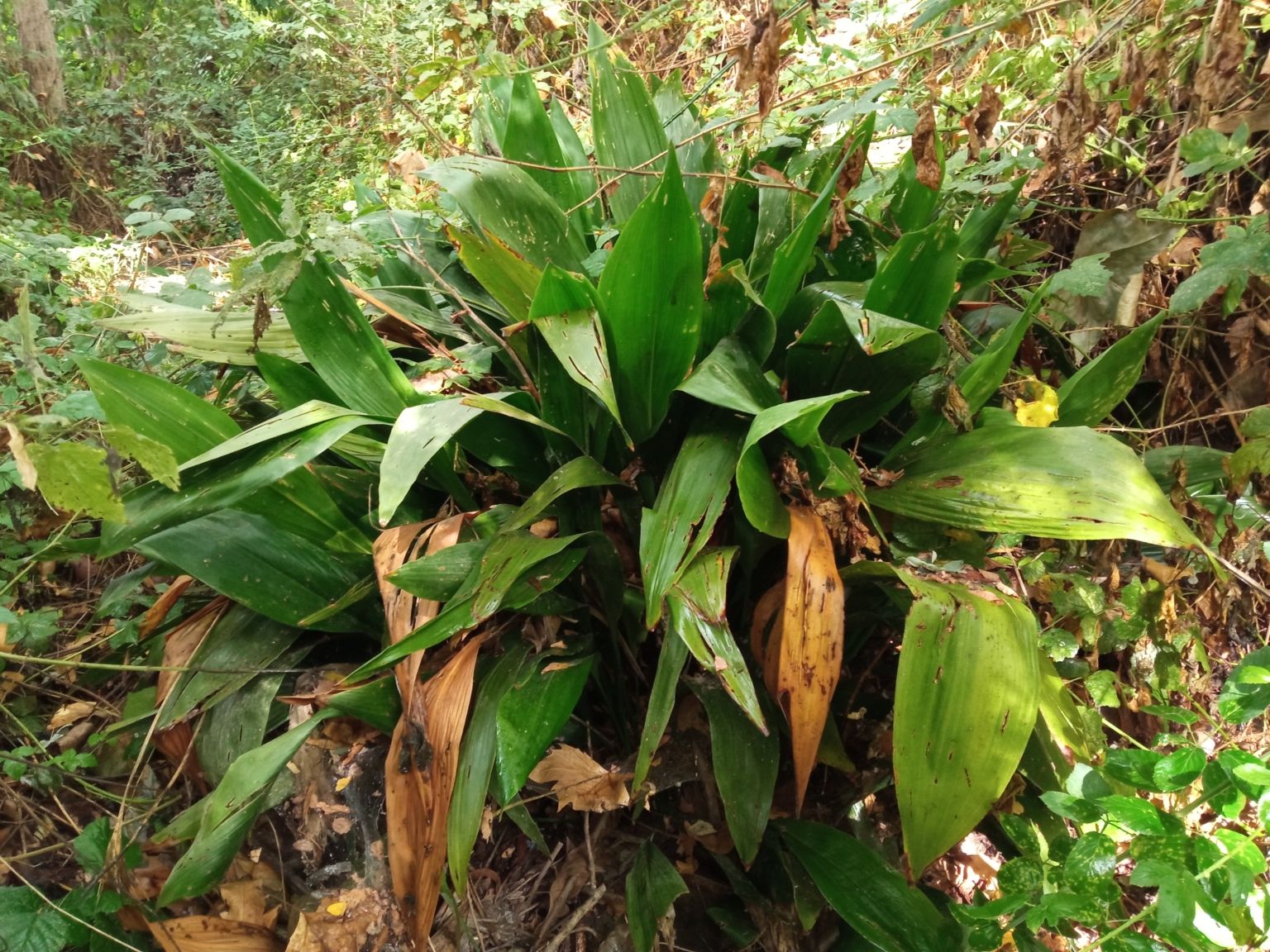 Aspidistra elatior