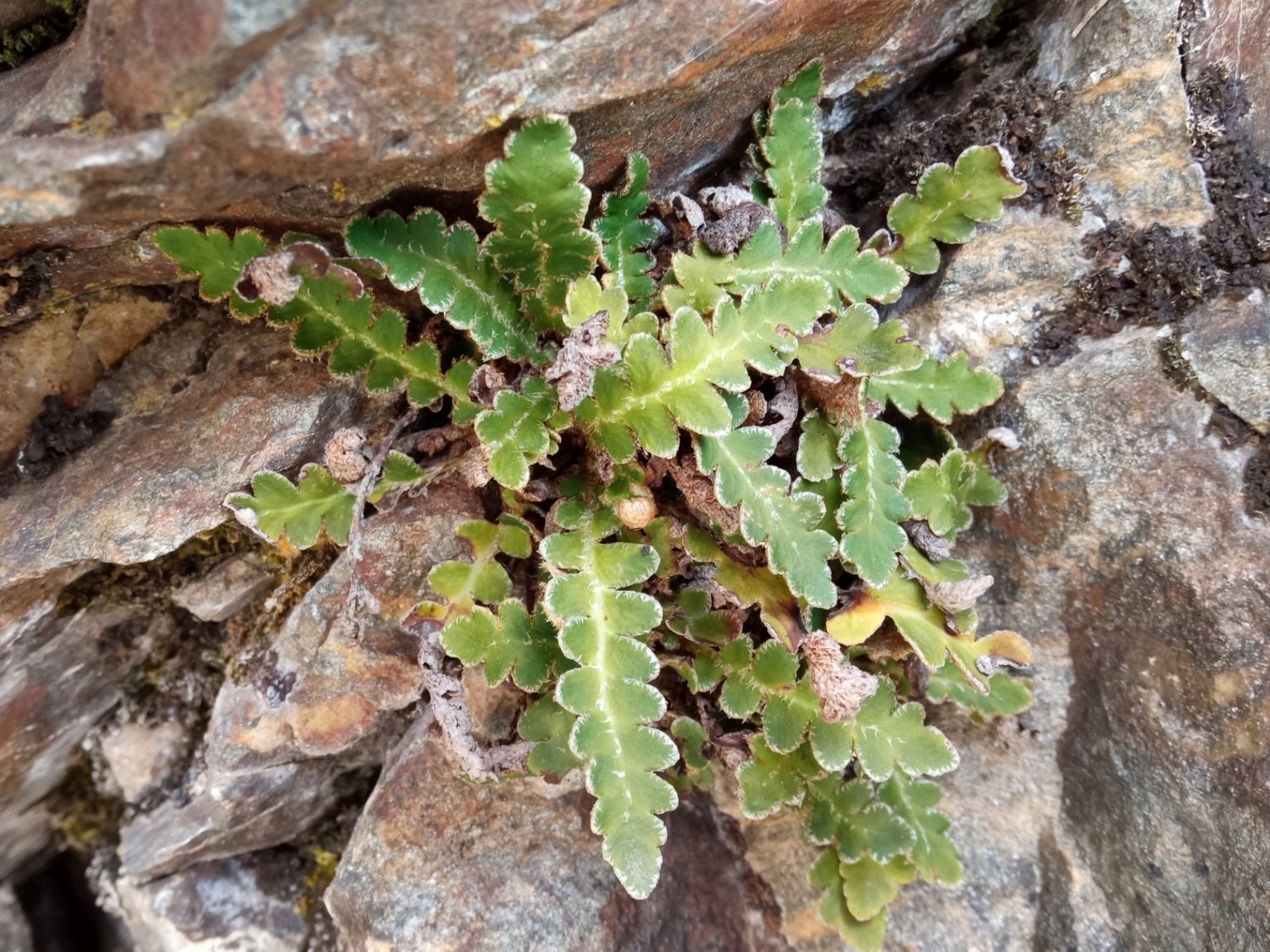 Asplenium ceterach ceterach