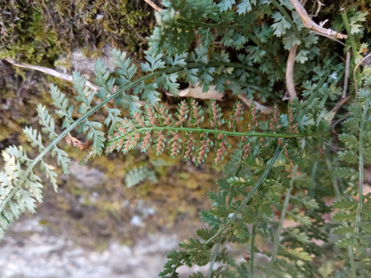 Asplenium fontanum fontanum