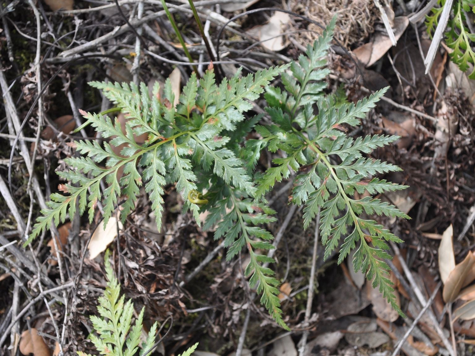 Asplenium onopteris