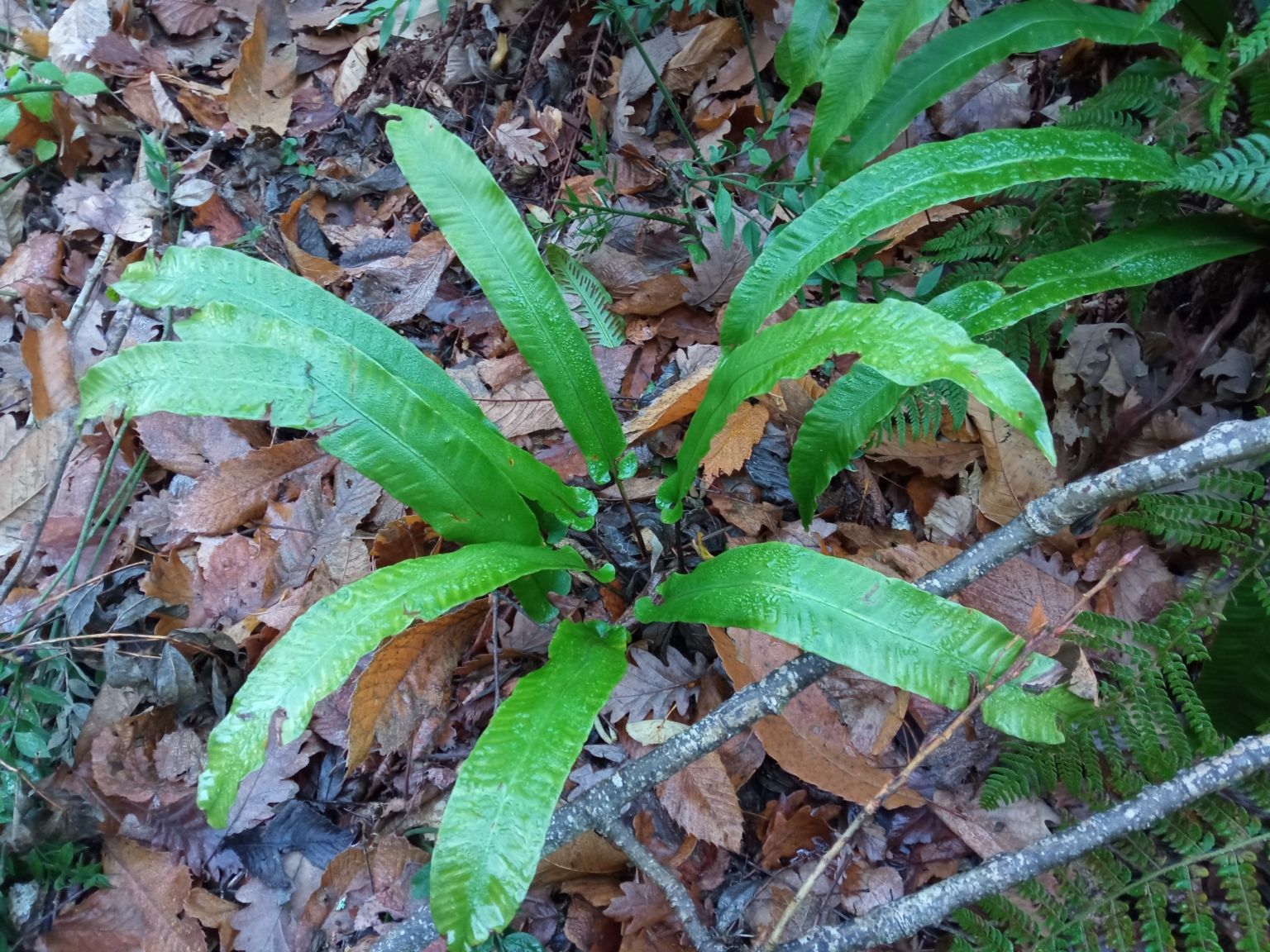 Asplenium scolopendrium scolopendrium