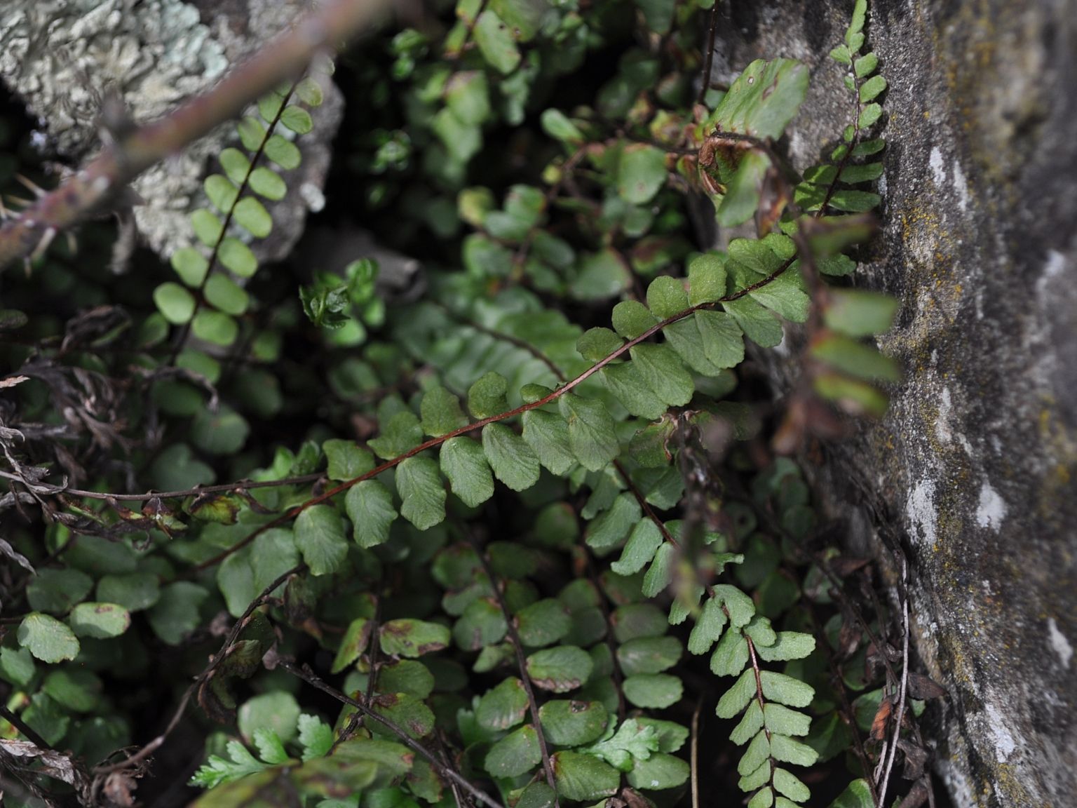 Asplenium trichomanes