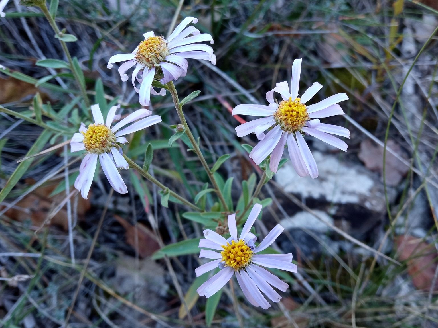Aster willkommii