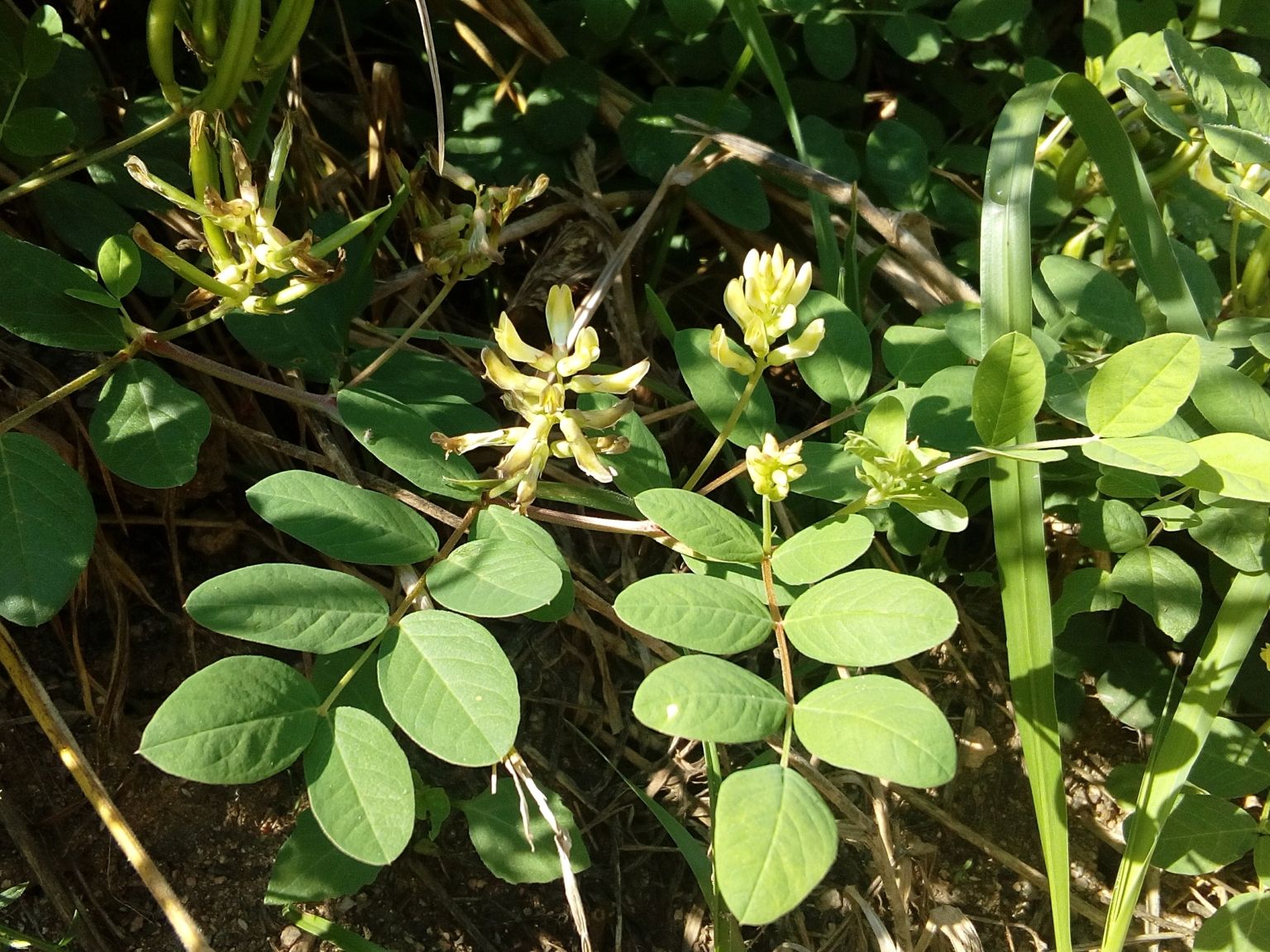 Astragalus glycyphyllos
