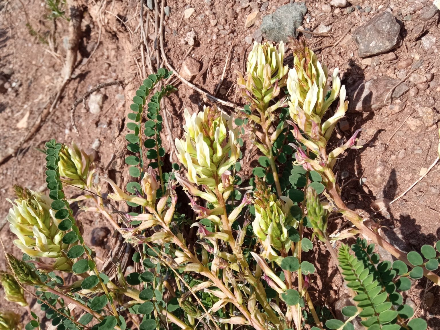 Astragalus monspessulanus gypsophilus