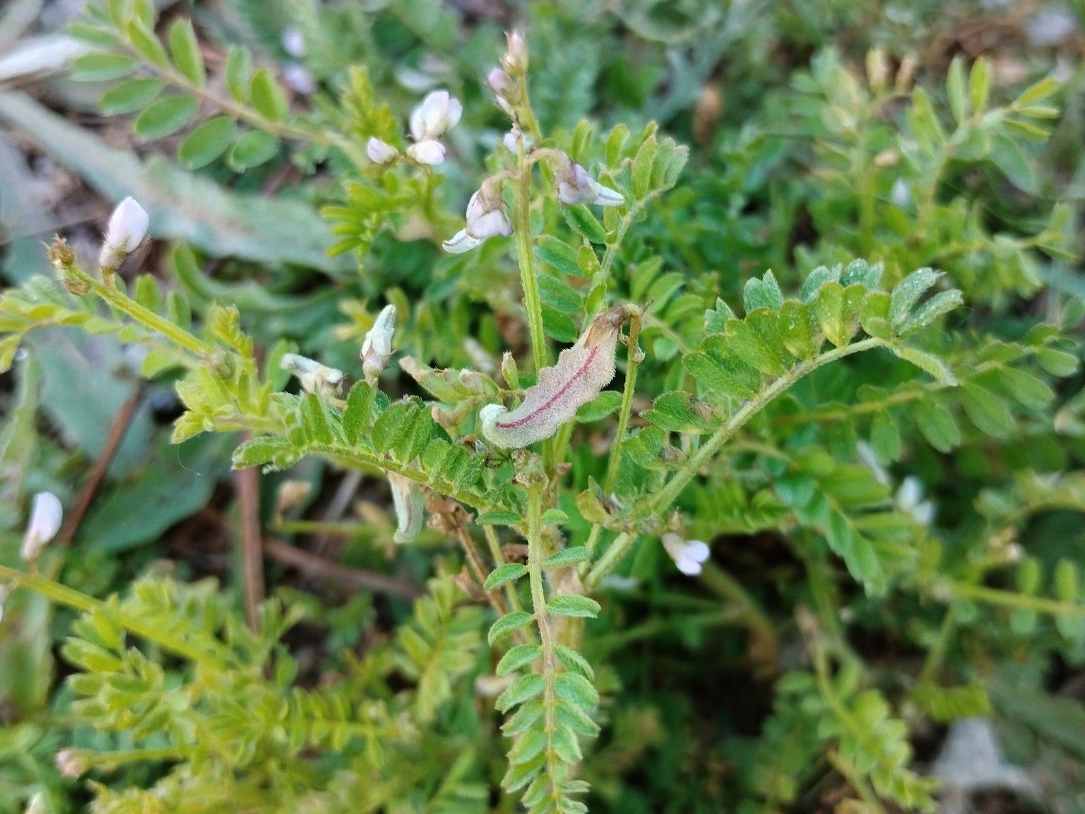 Astragalus pelecinus pelecinus