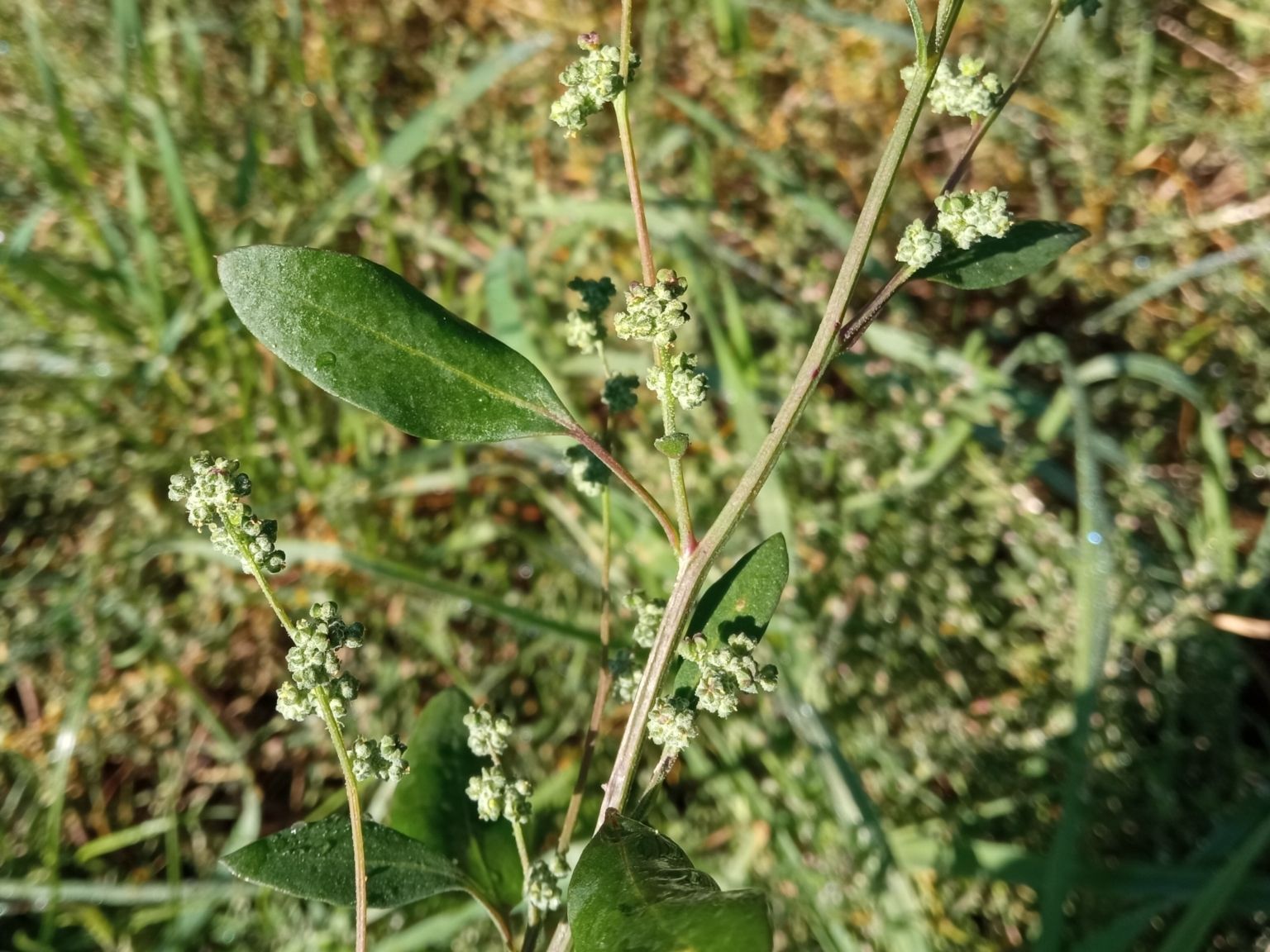 Atriplex patula