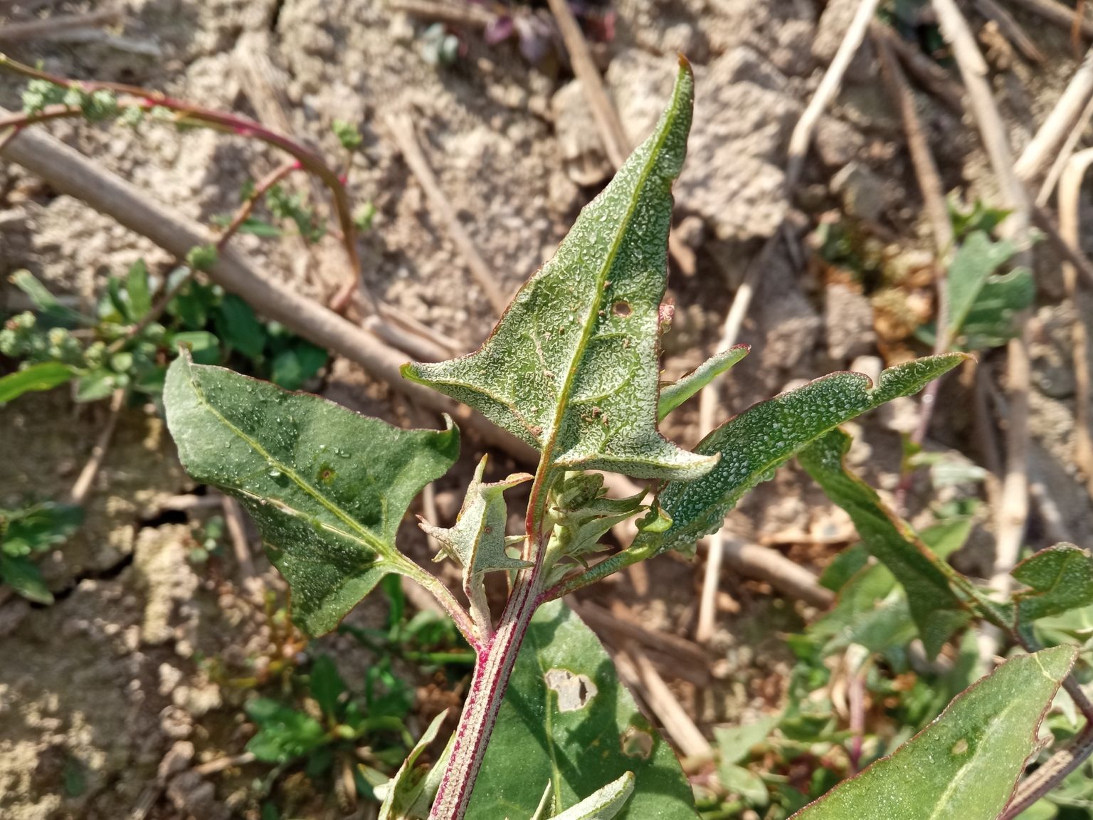 Atriplex prostrata