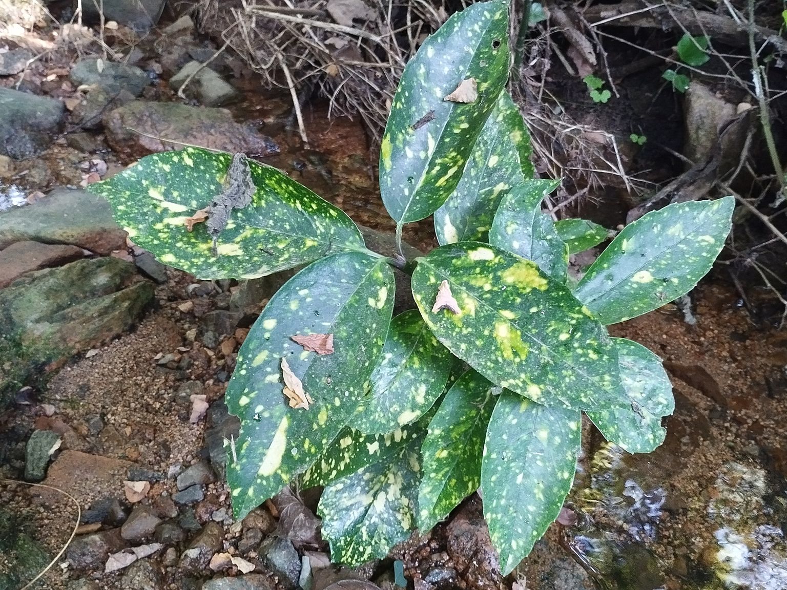 Aucuba japonica