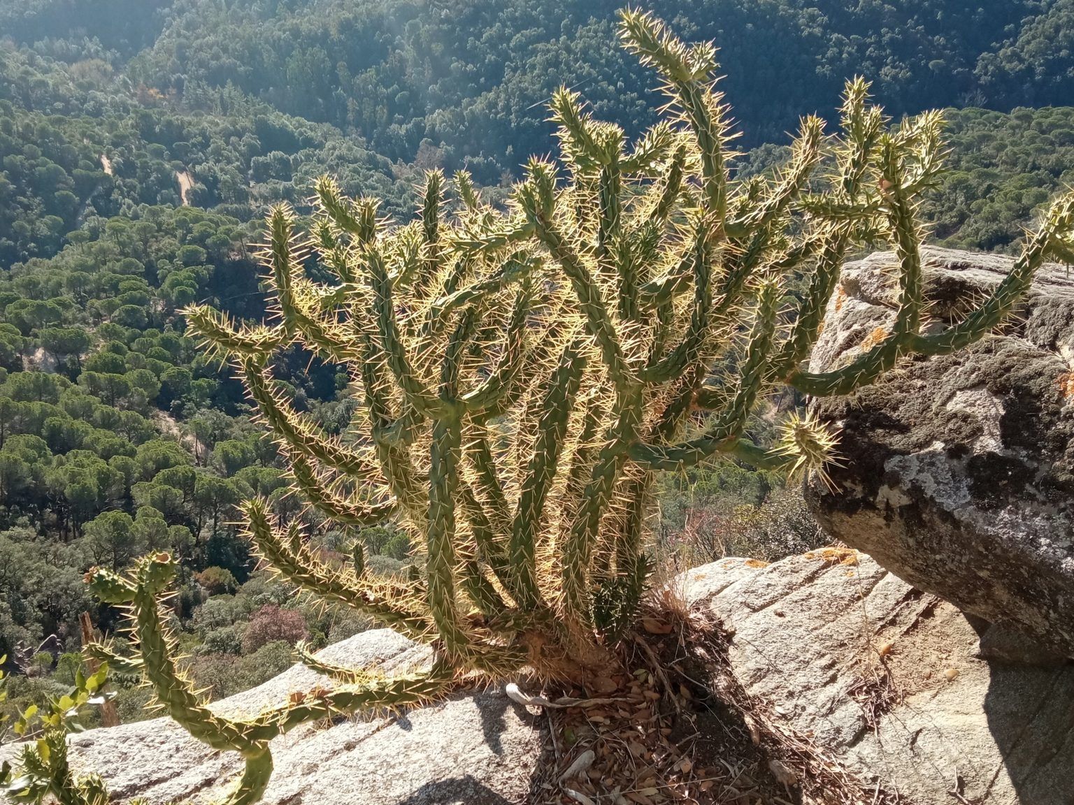 Austrocylindropuntia subulata