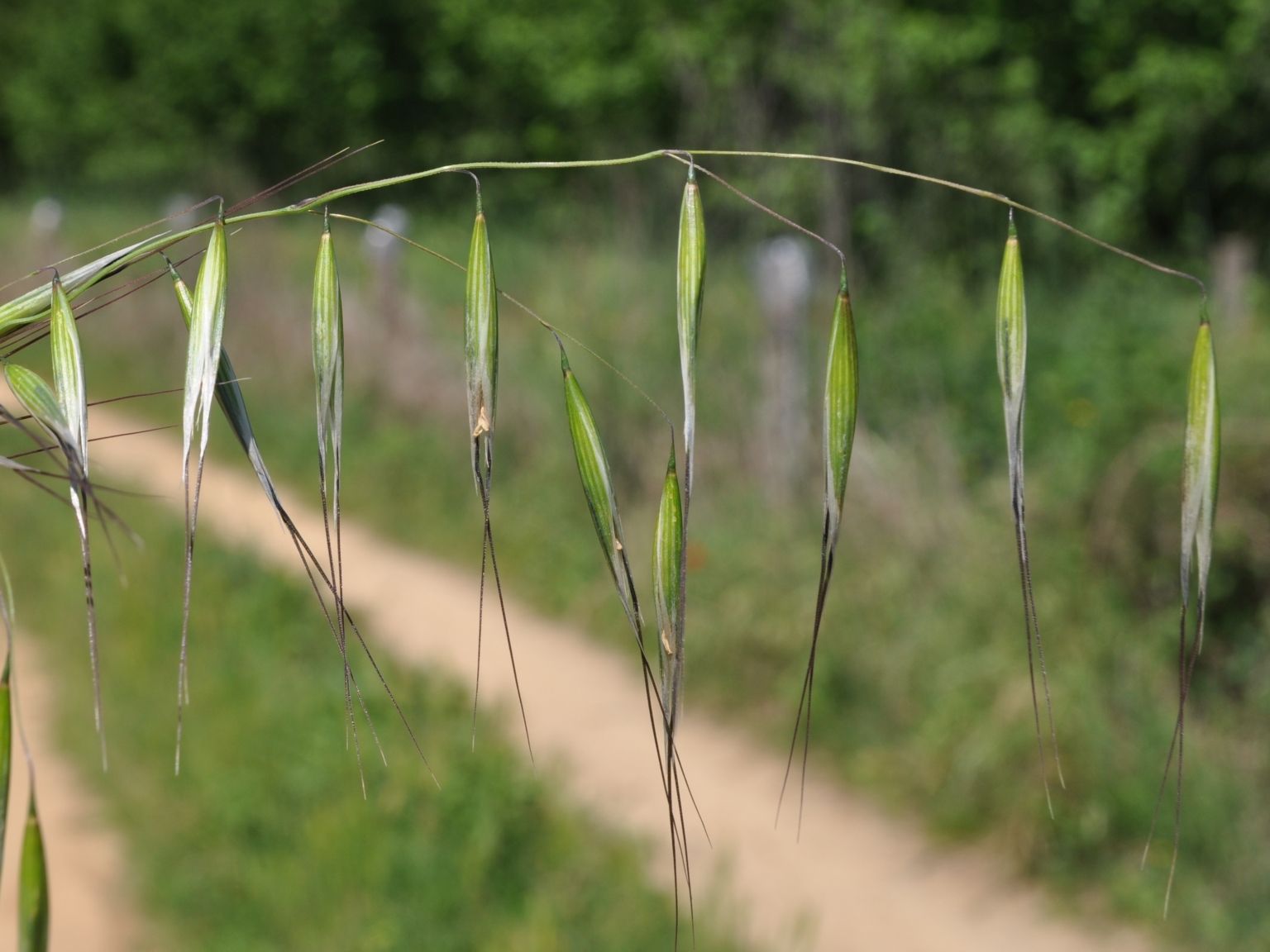 Avena barbata barbata