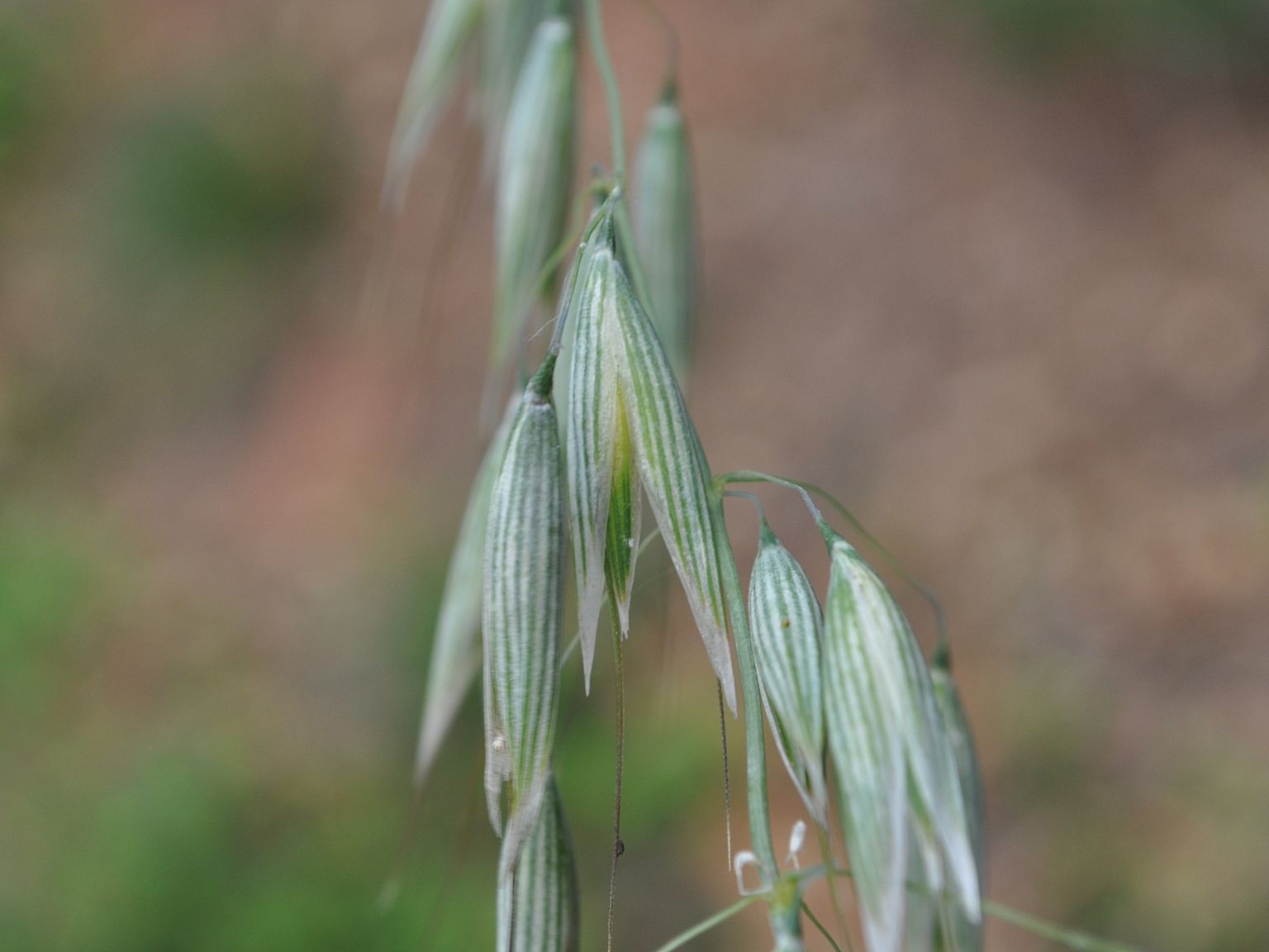 Avena sativa
