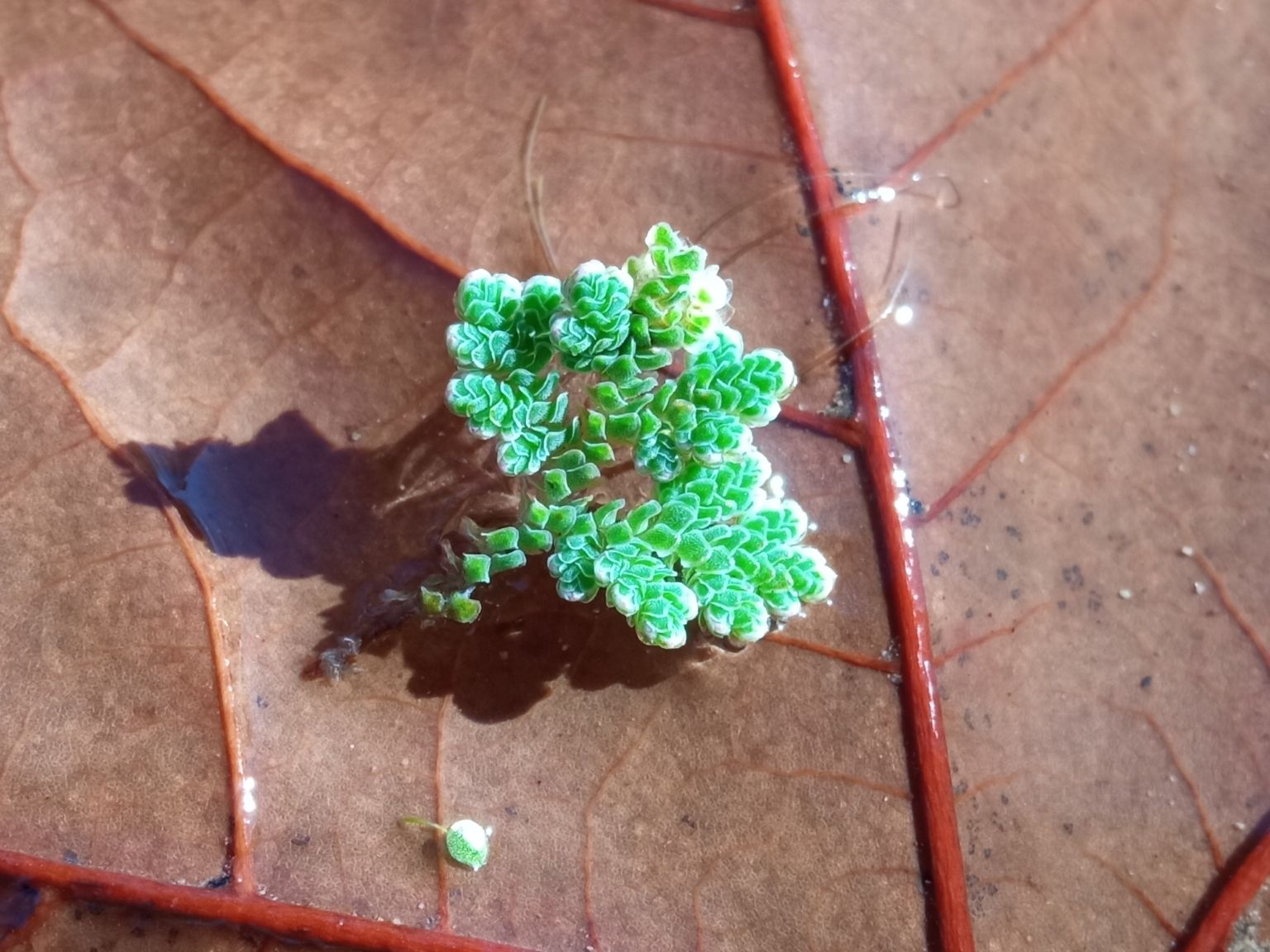 Azolla filiculoides