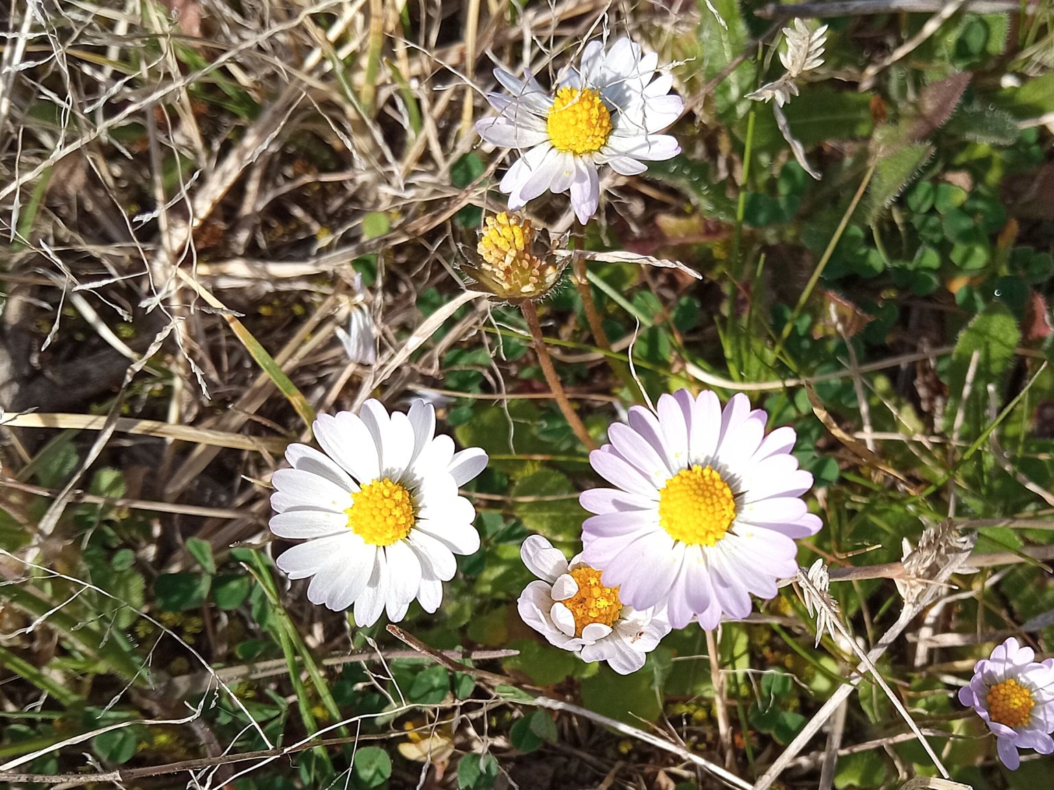 Bellis annua annua