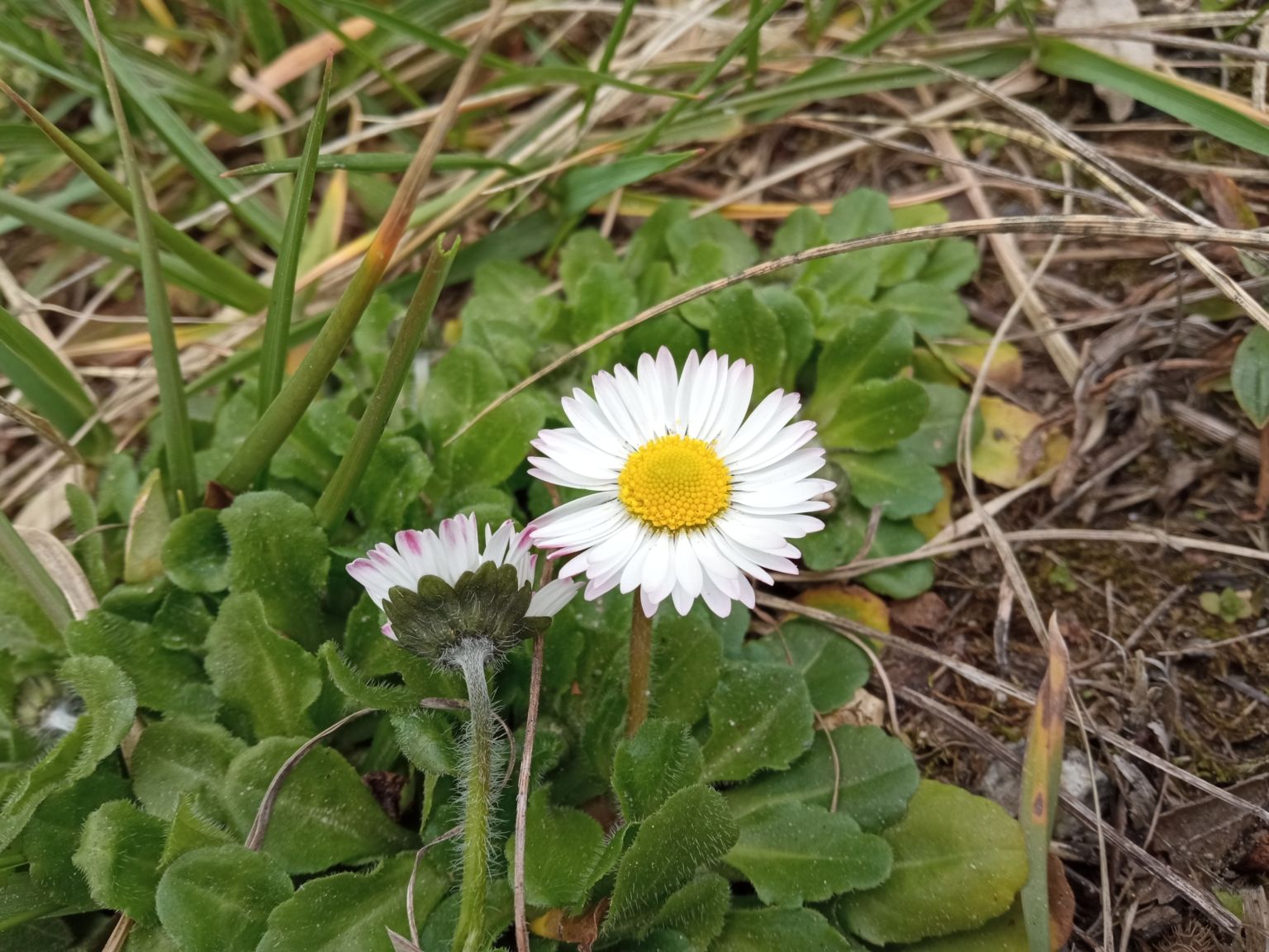 Bellis perennis