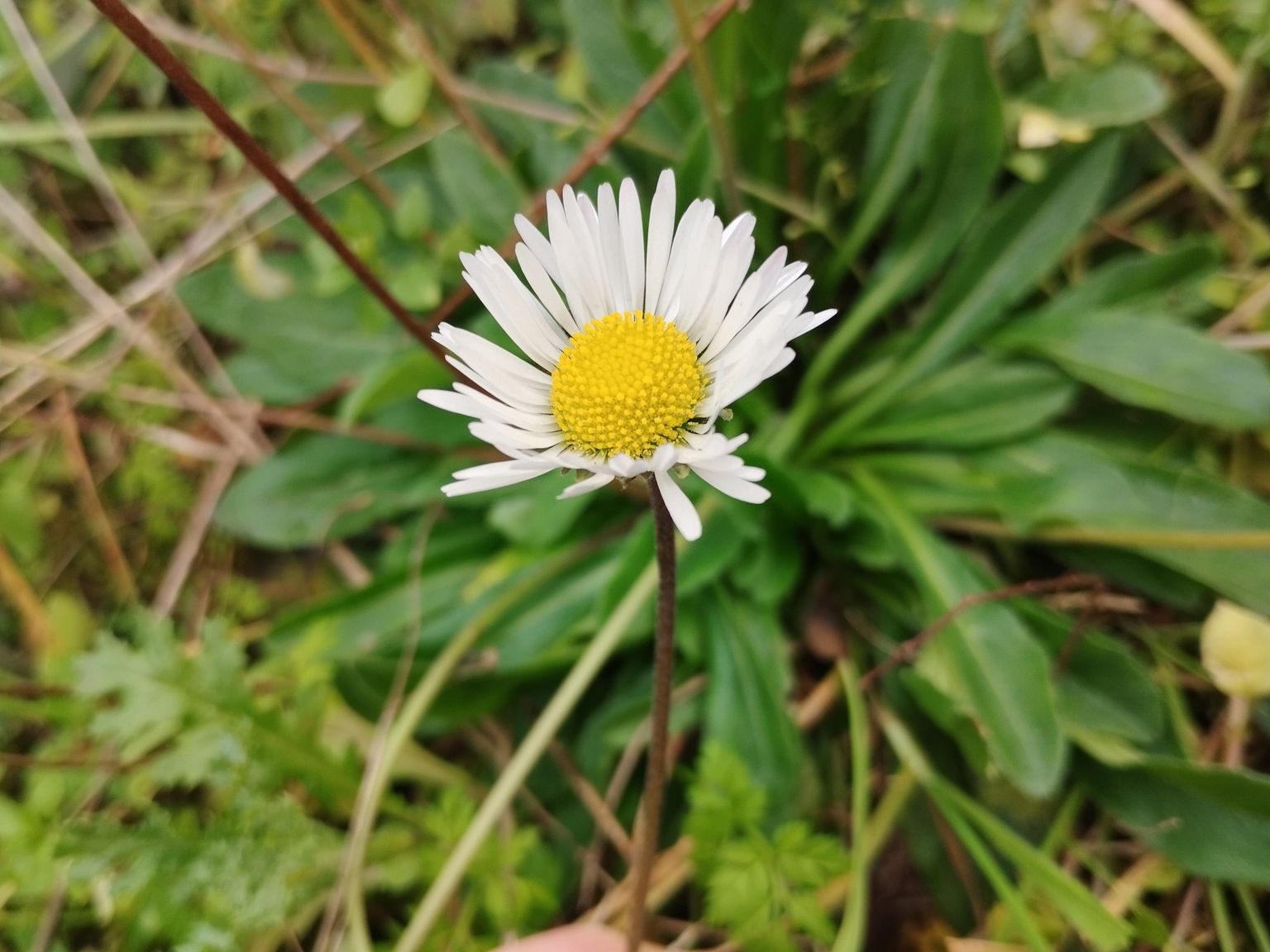 Bellis sylvestris