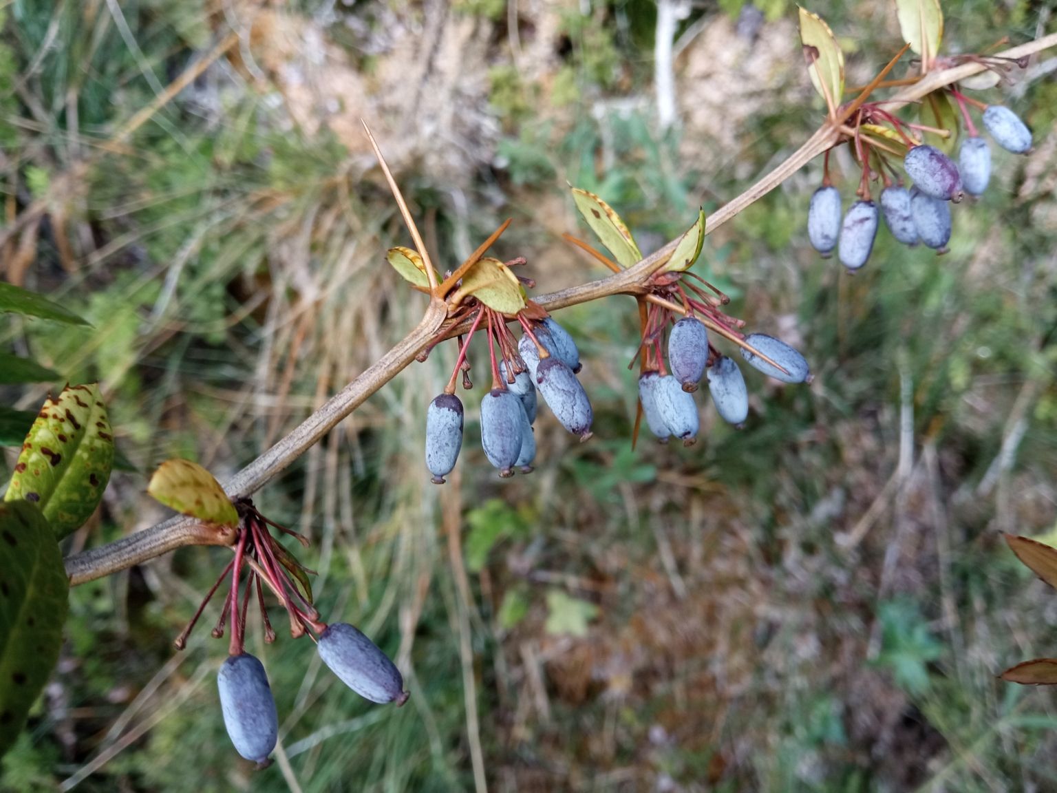 Berberis julianae