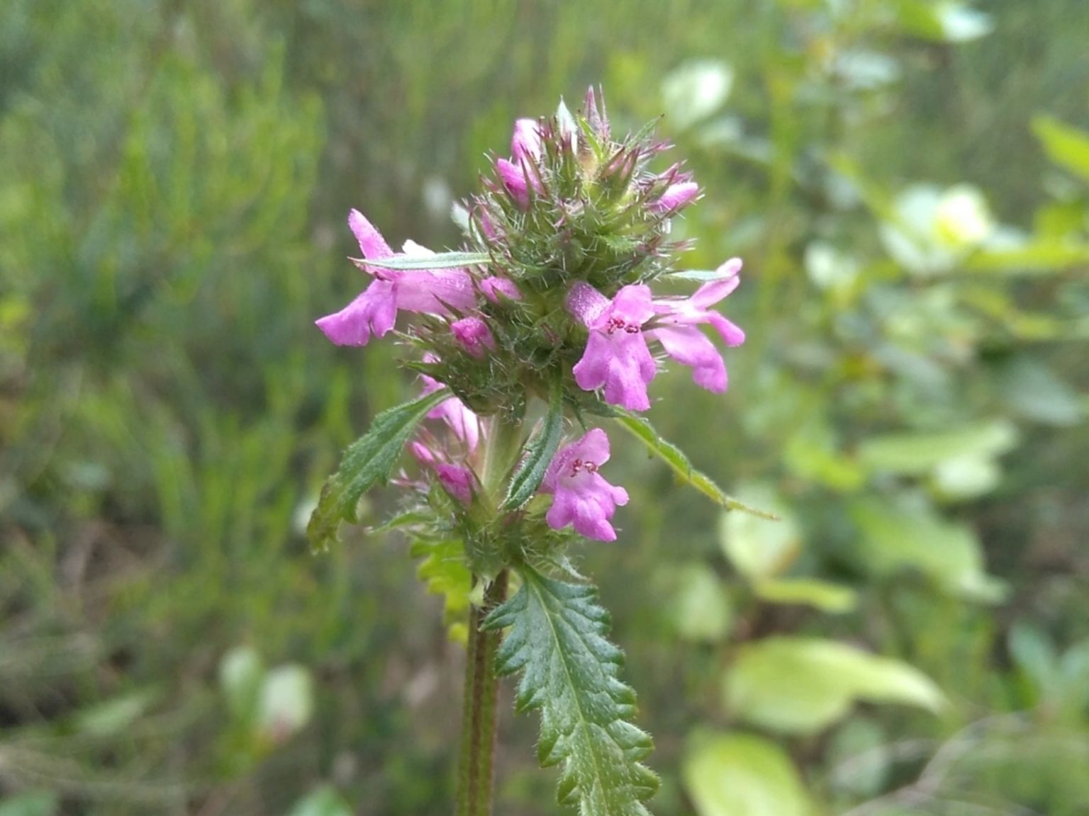 Betonica officinalis