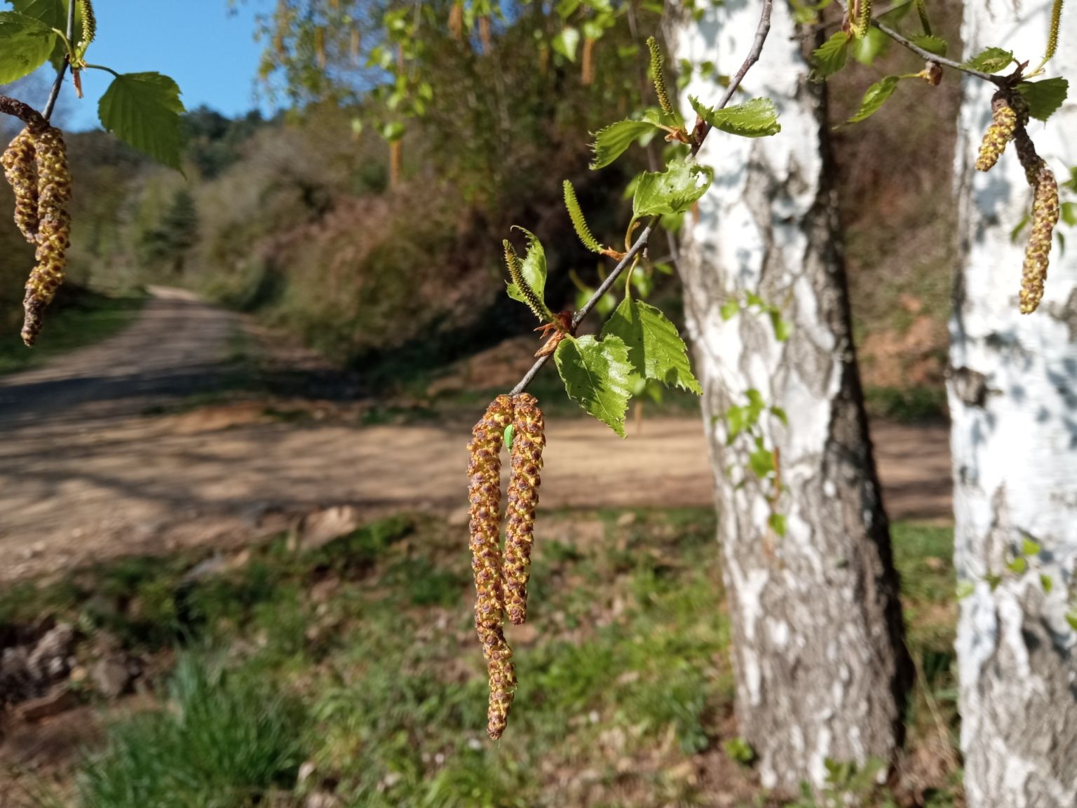 Betula pendula