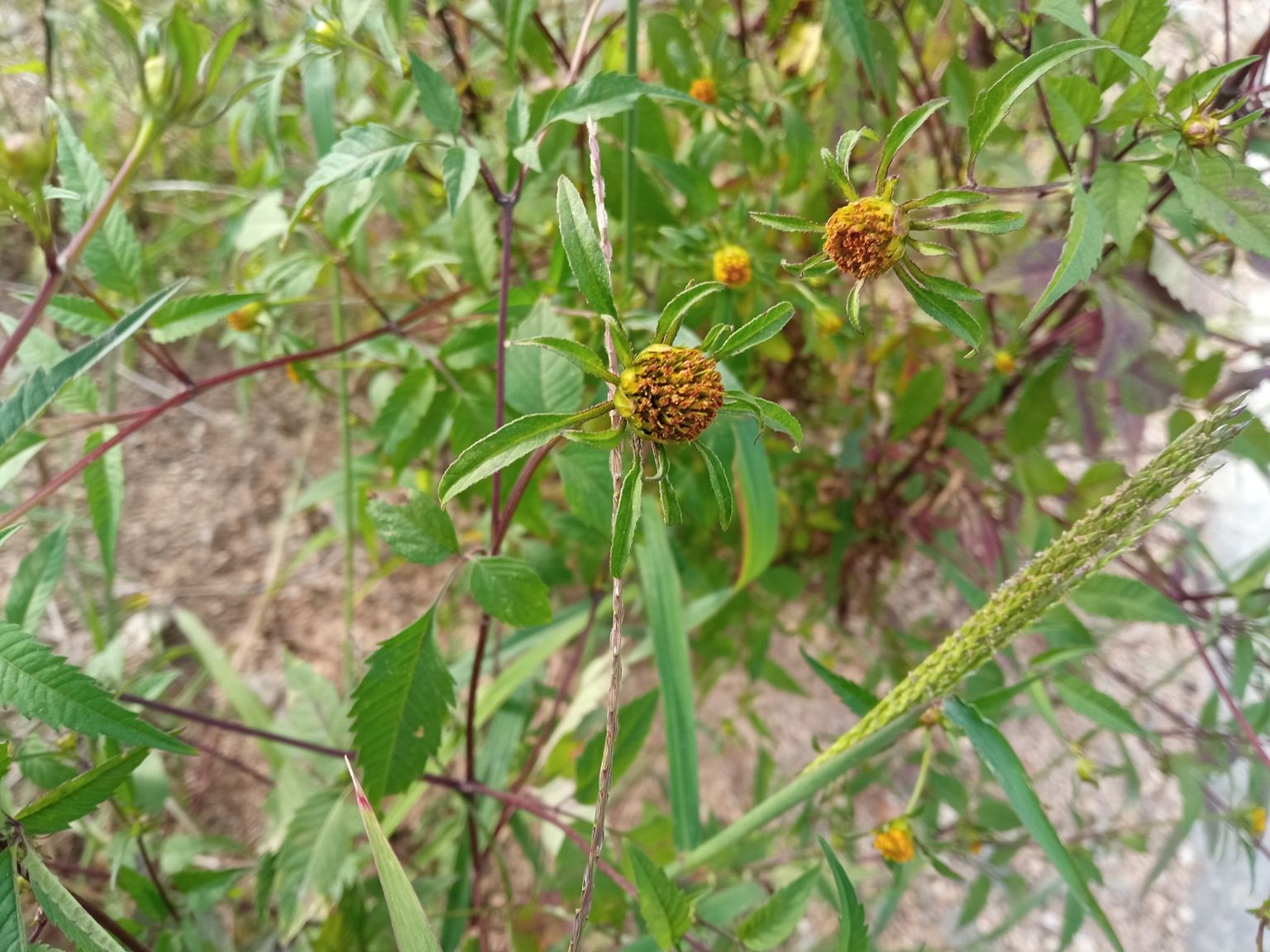 Bidens frondosa