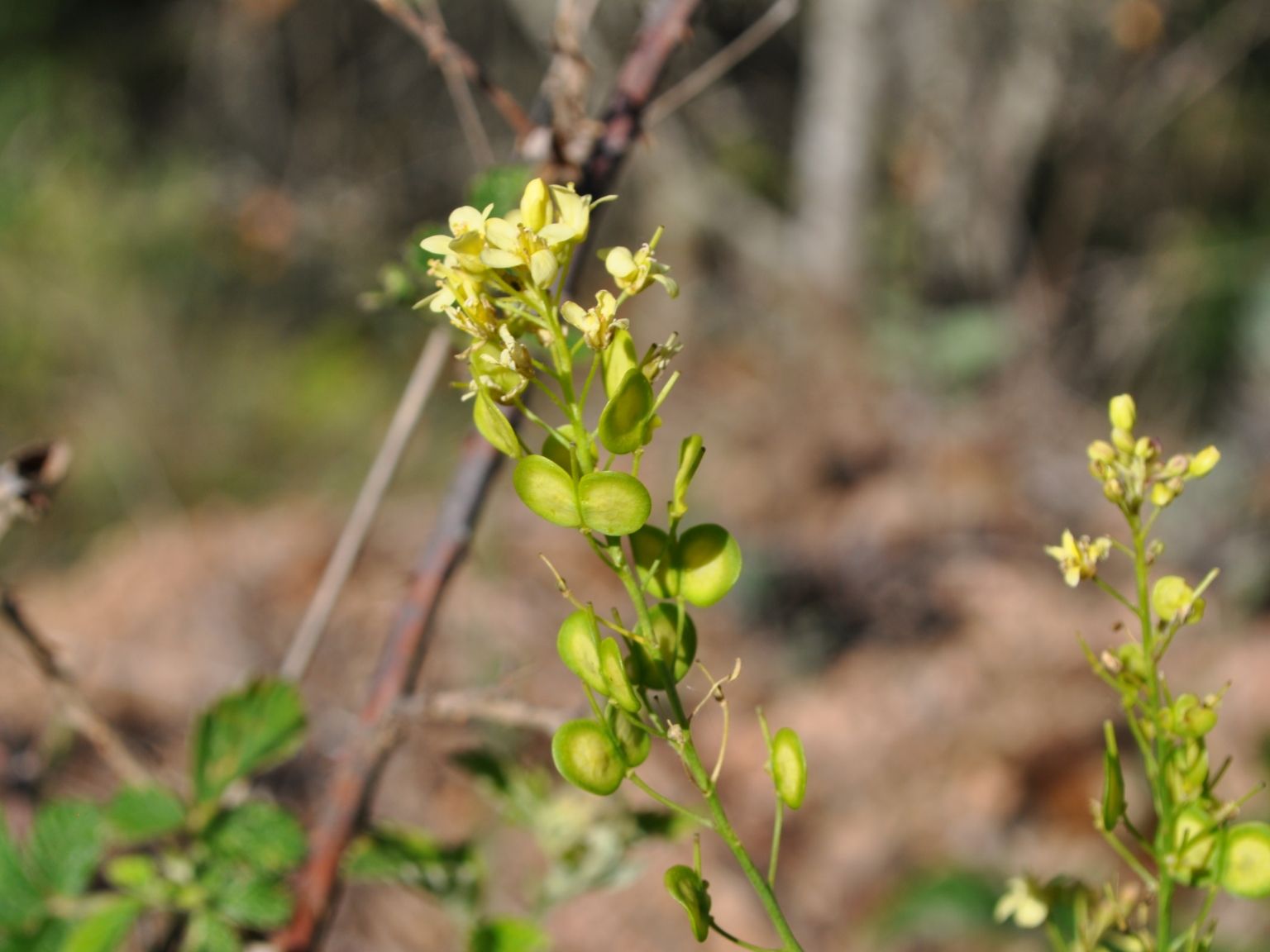 Biscutella laevigata