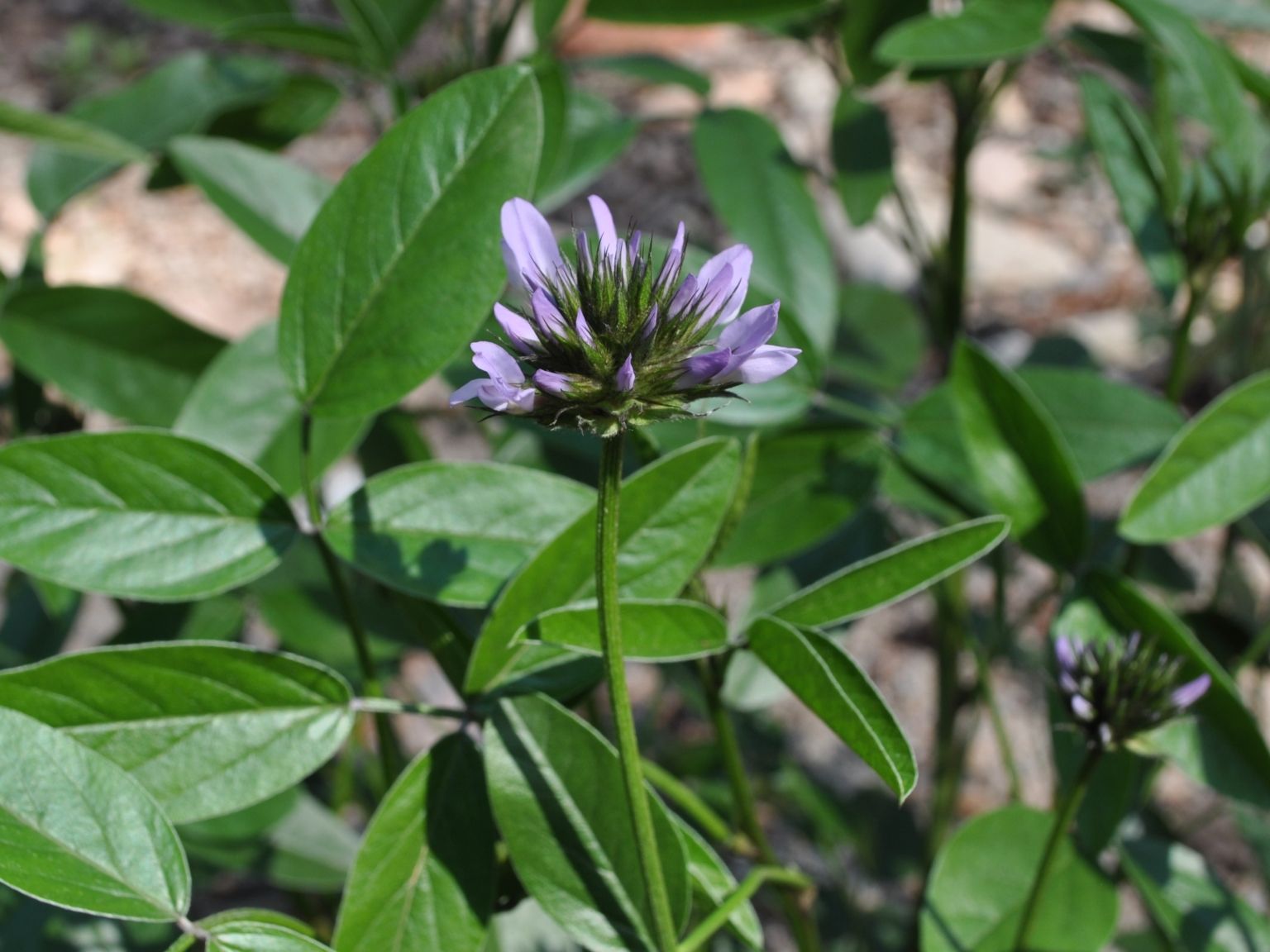 Bituminaria bituminosa