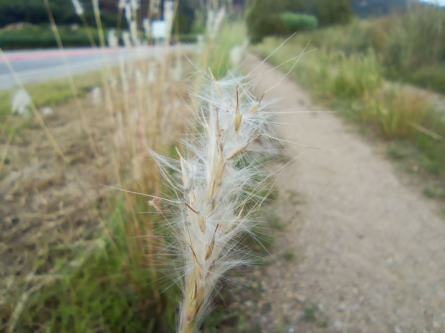 Bothriochloa barbinodis