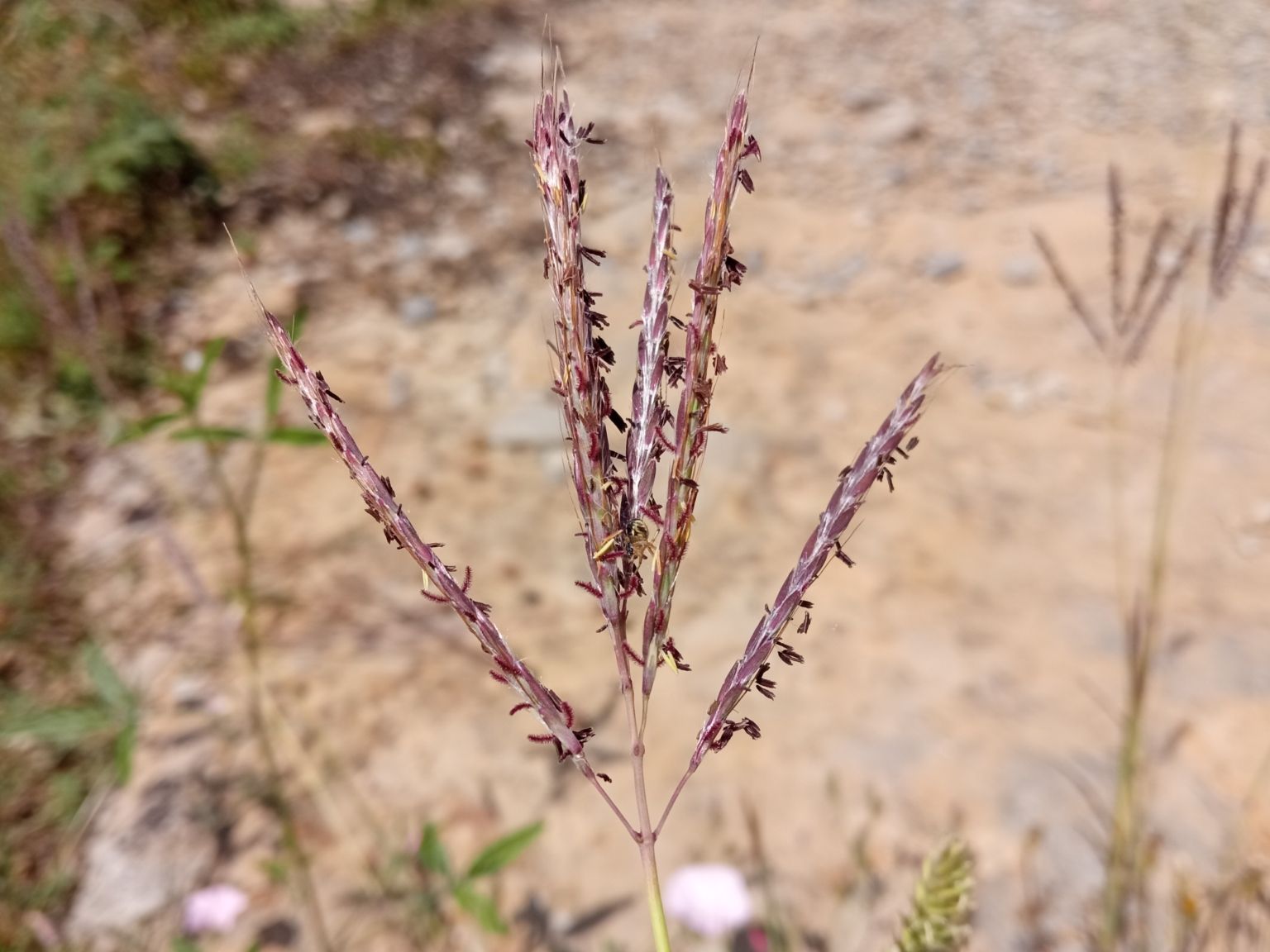 Bothriochloa ischaemum