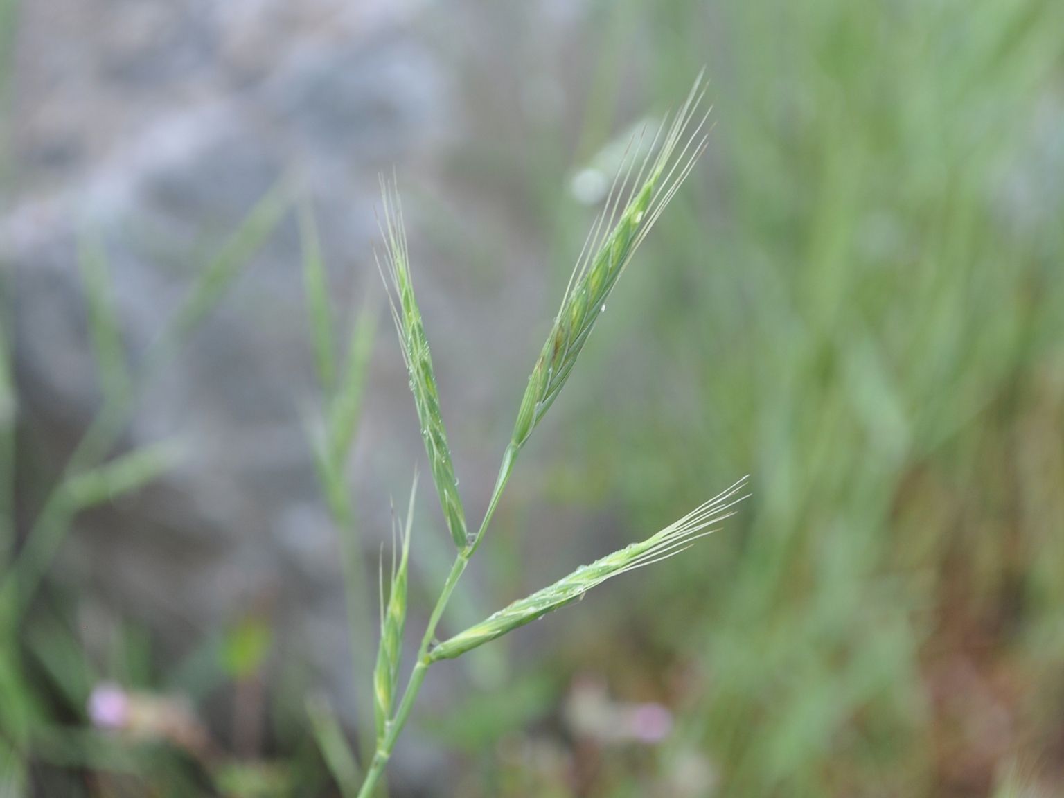 Brachypodium distachyon