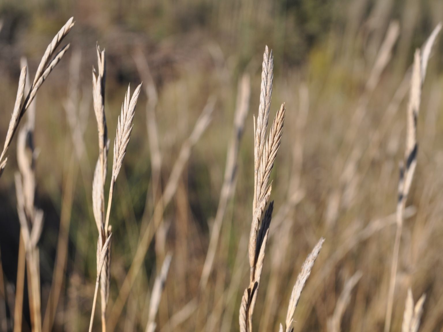 Brachypodium phoenicoides